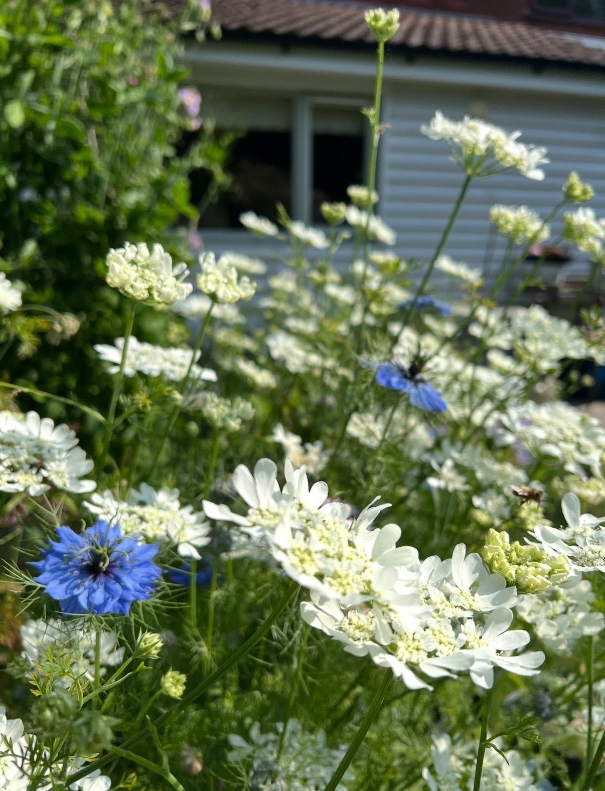 Orlaya Grandiflora - REGN