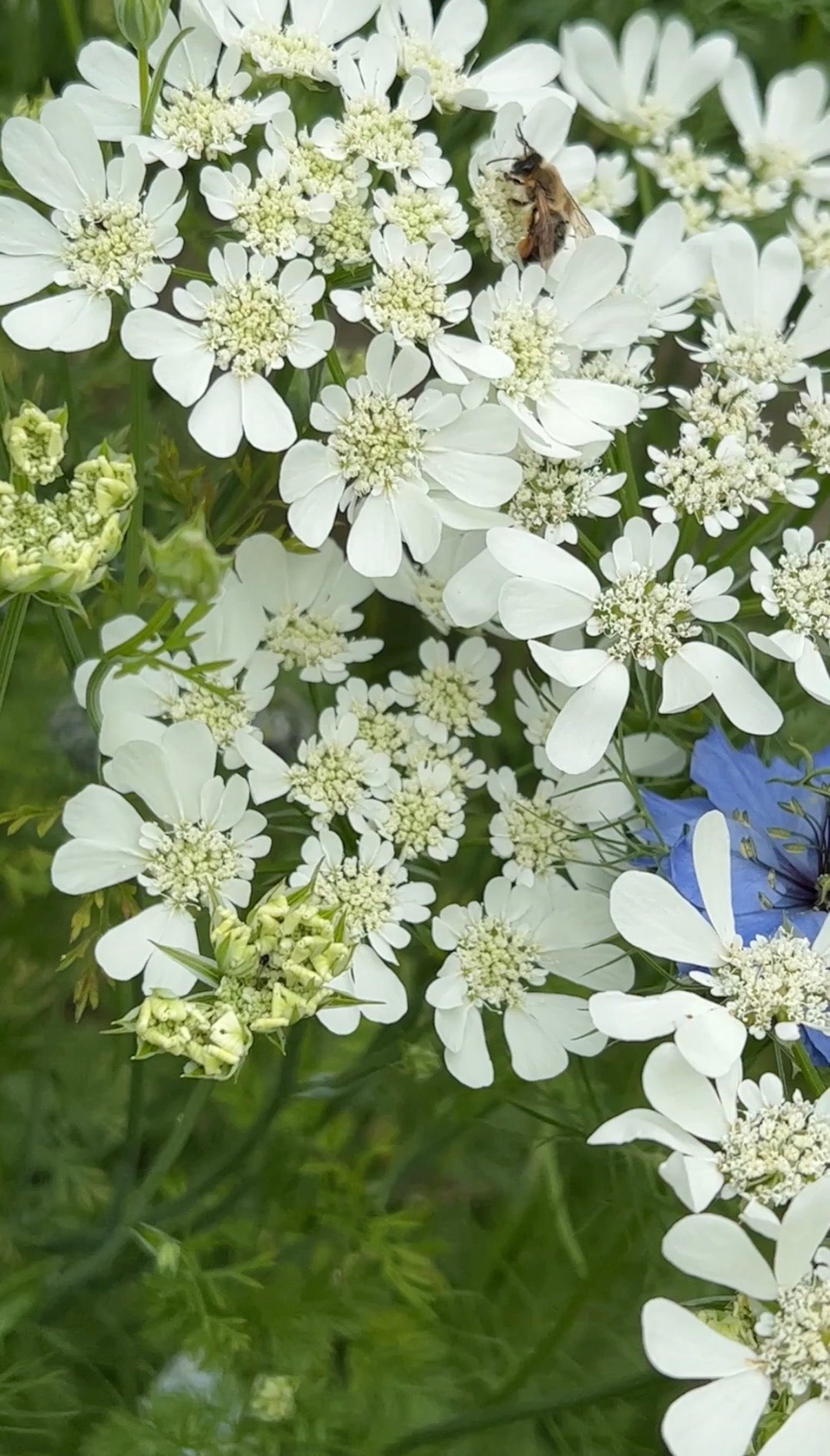Orlaya Grandiflora - REGN