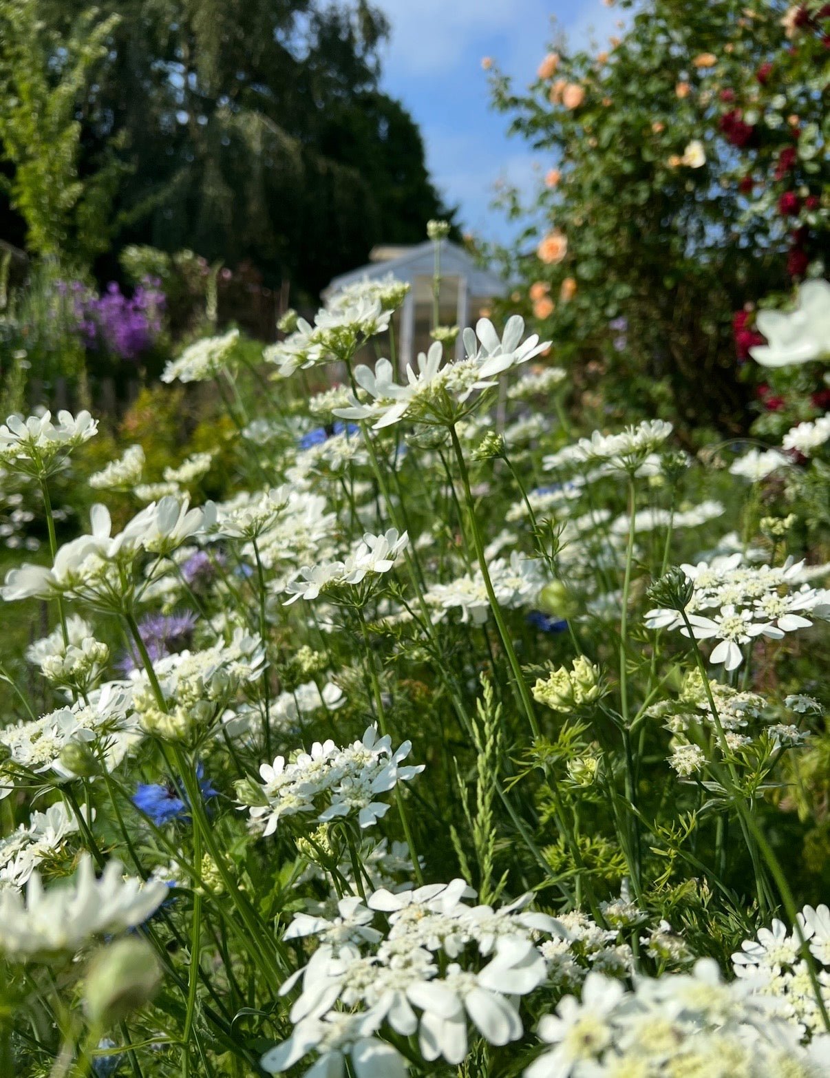 Orlaya Grandiflora - REGN