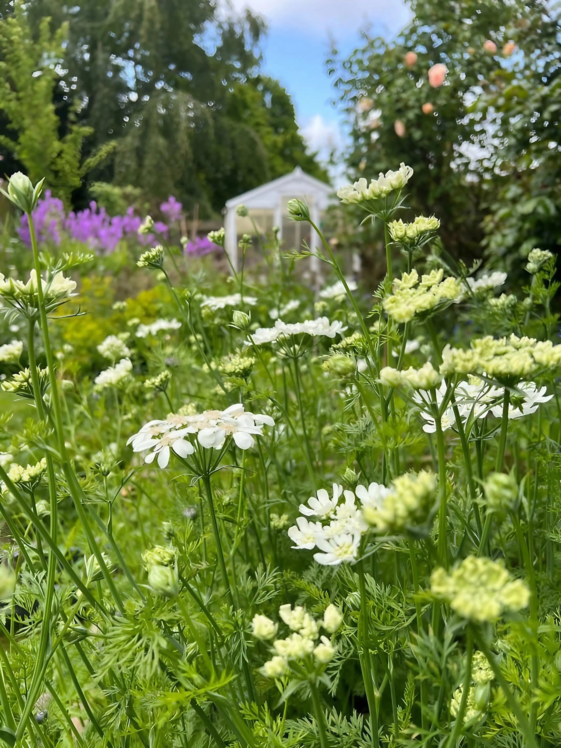 Orlaya Grandiflora - REGN