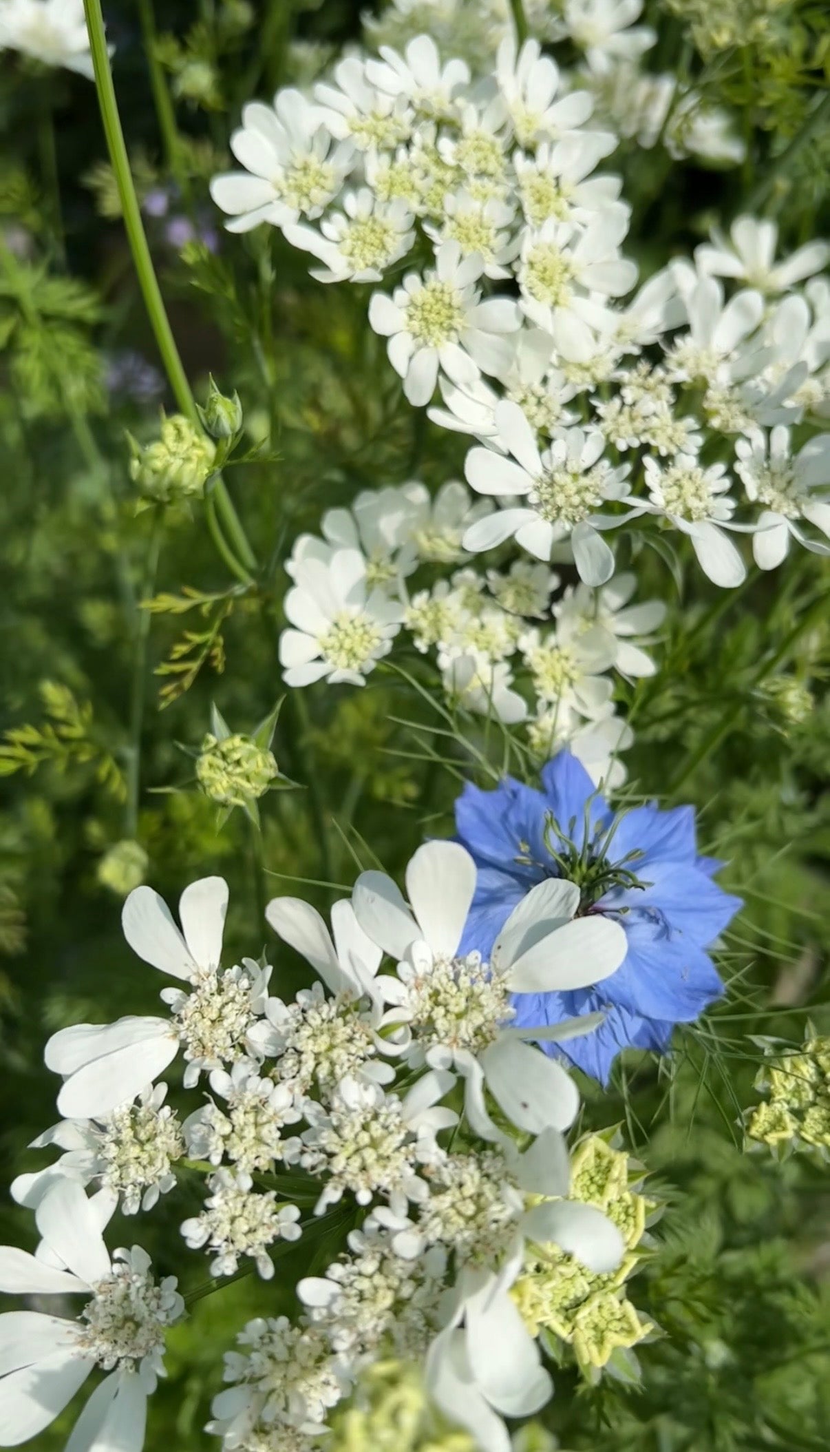 Orlaya Grandiflora - REGN