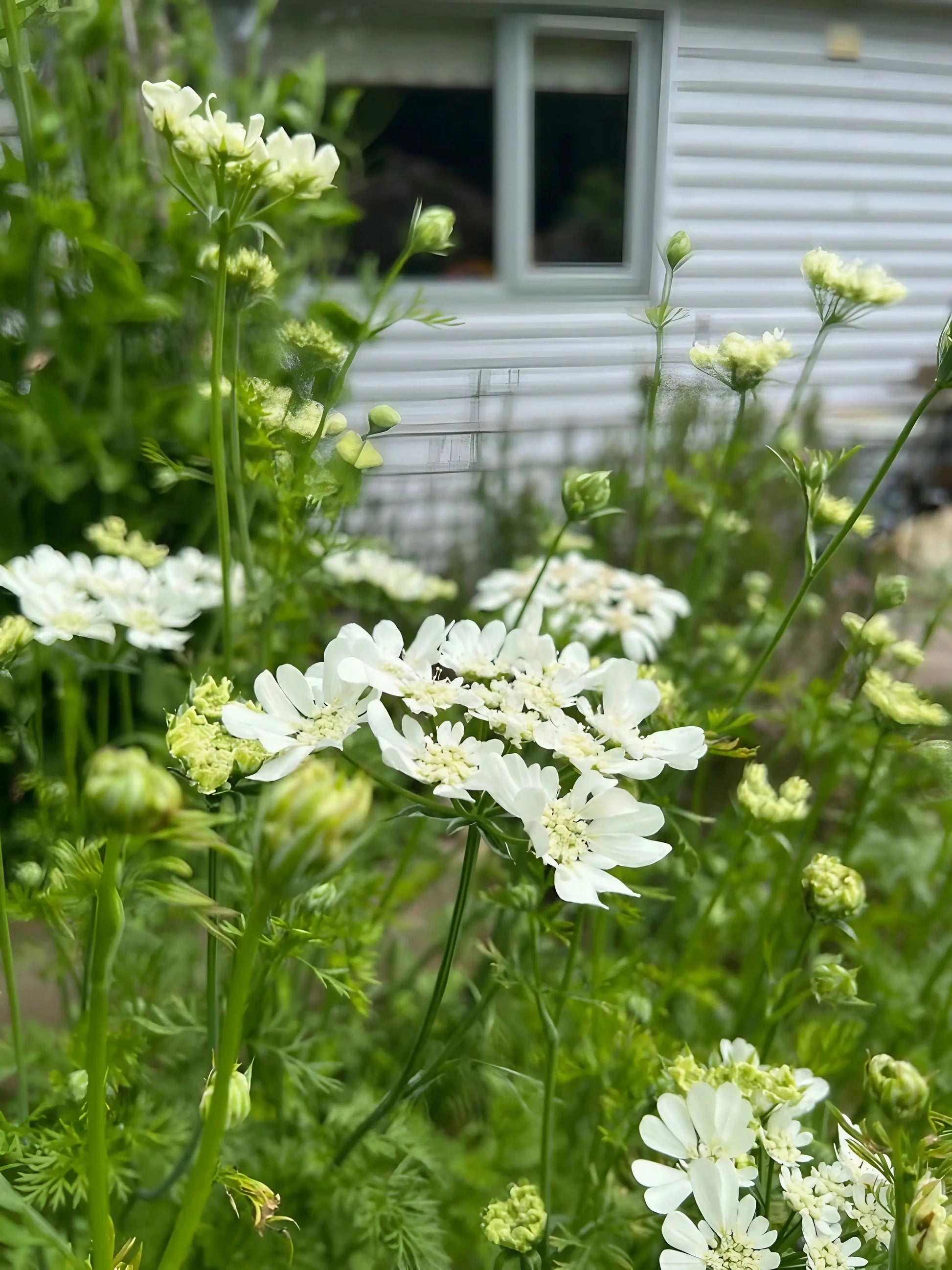 Orlaya Grandiflora - REGN