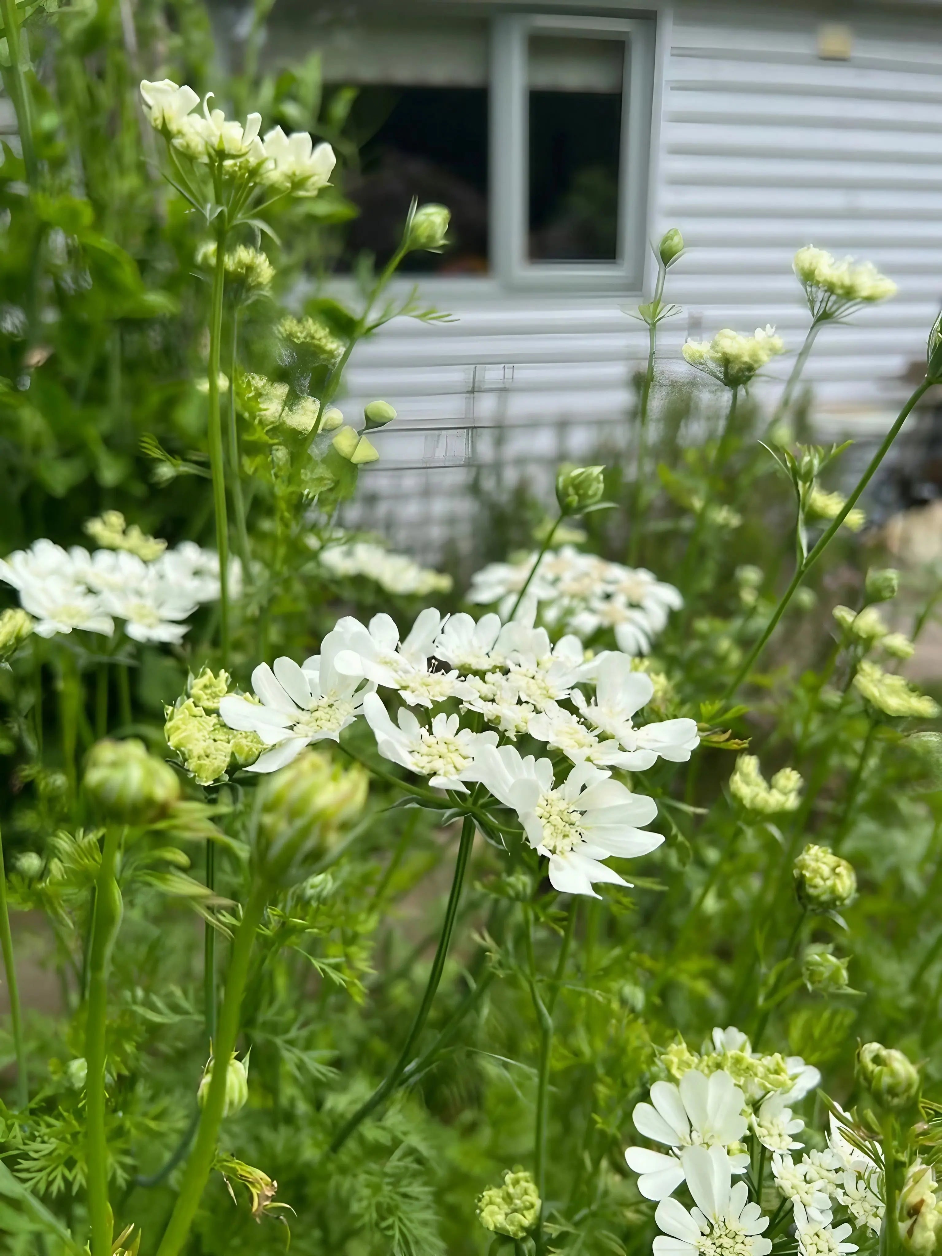 Orlaya Grandiflora - REGN