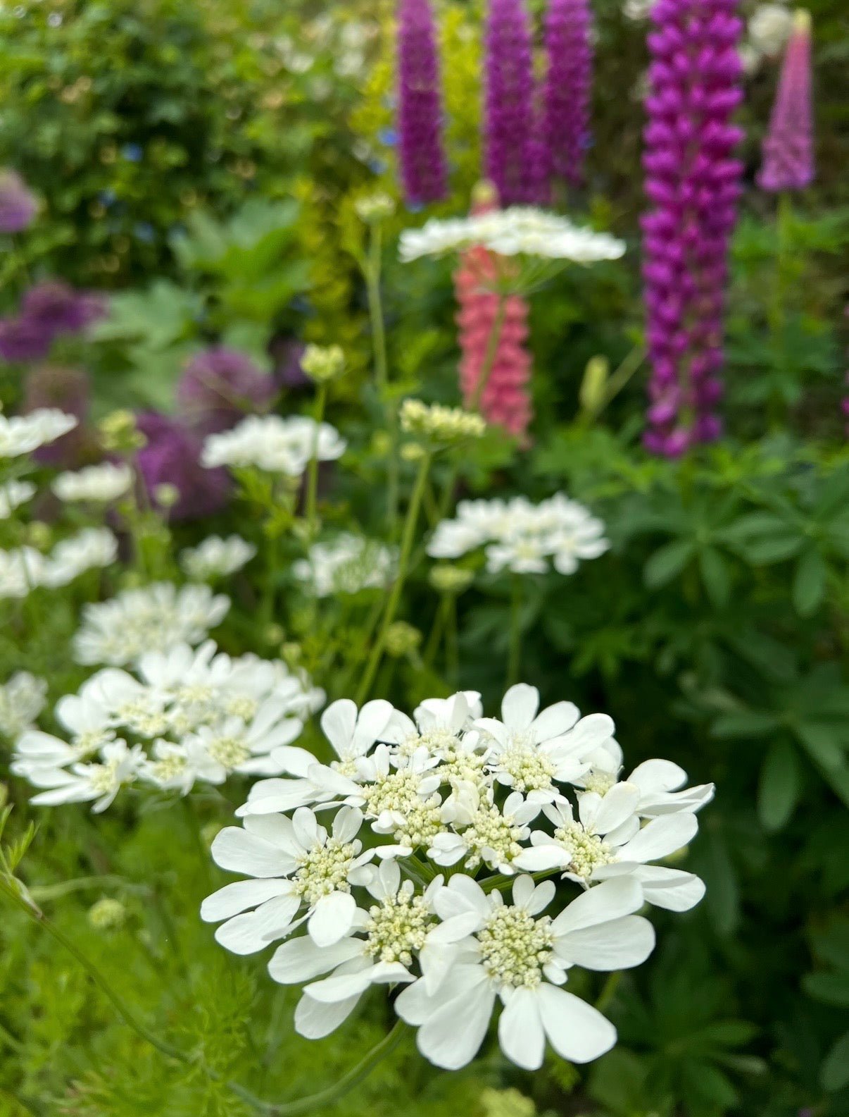 Orlaya Grandiflora - REGN