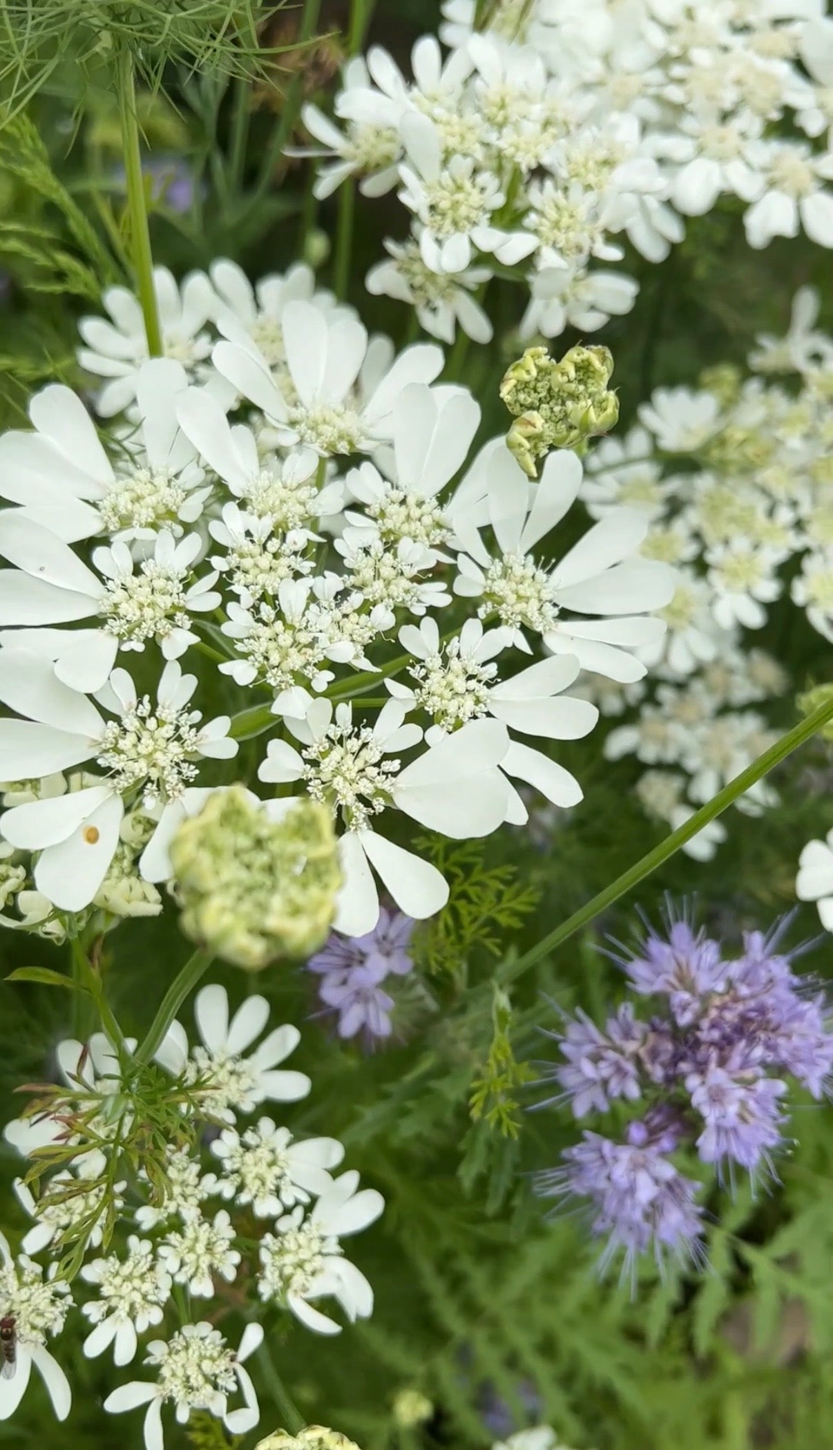 Orlaya Grandiflora - REGN