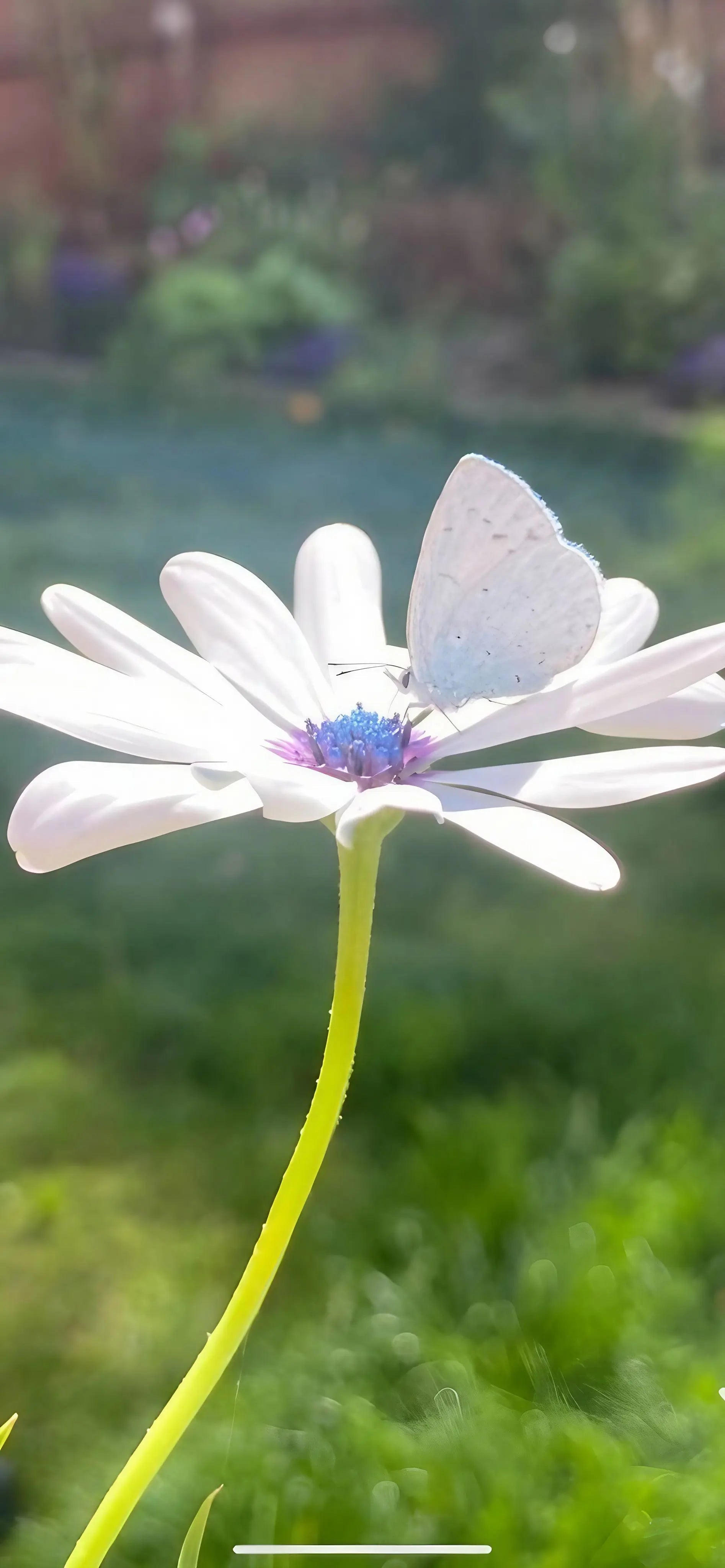 Osteospermum Sky and Ice - African Daisy - REGN