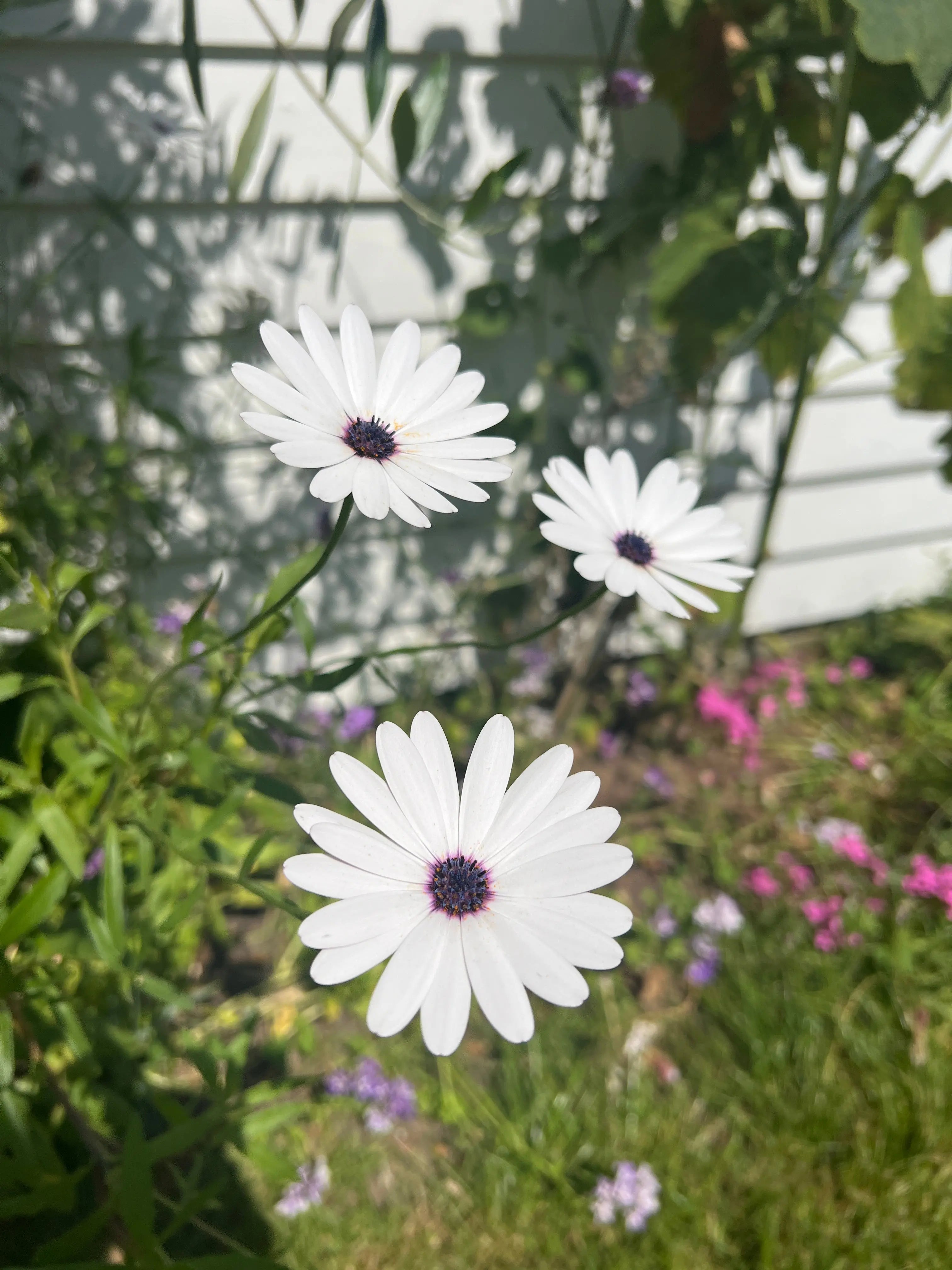 Osteospermum Sky and Ice - African Daisy - REGN