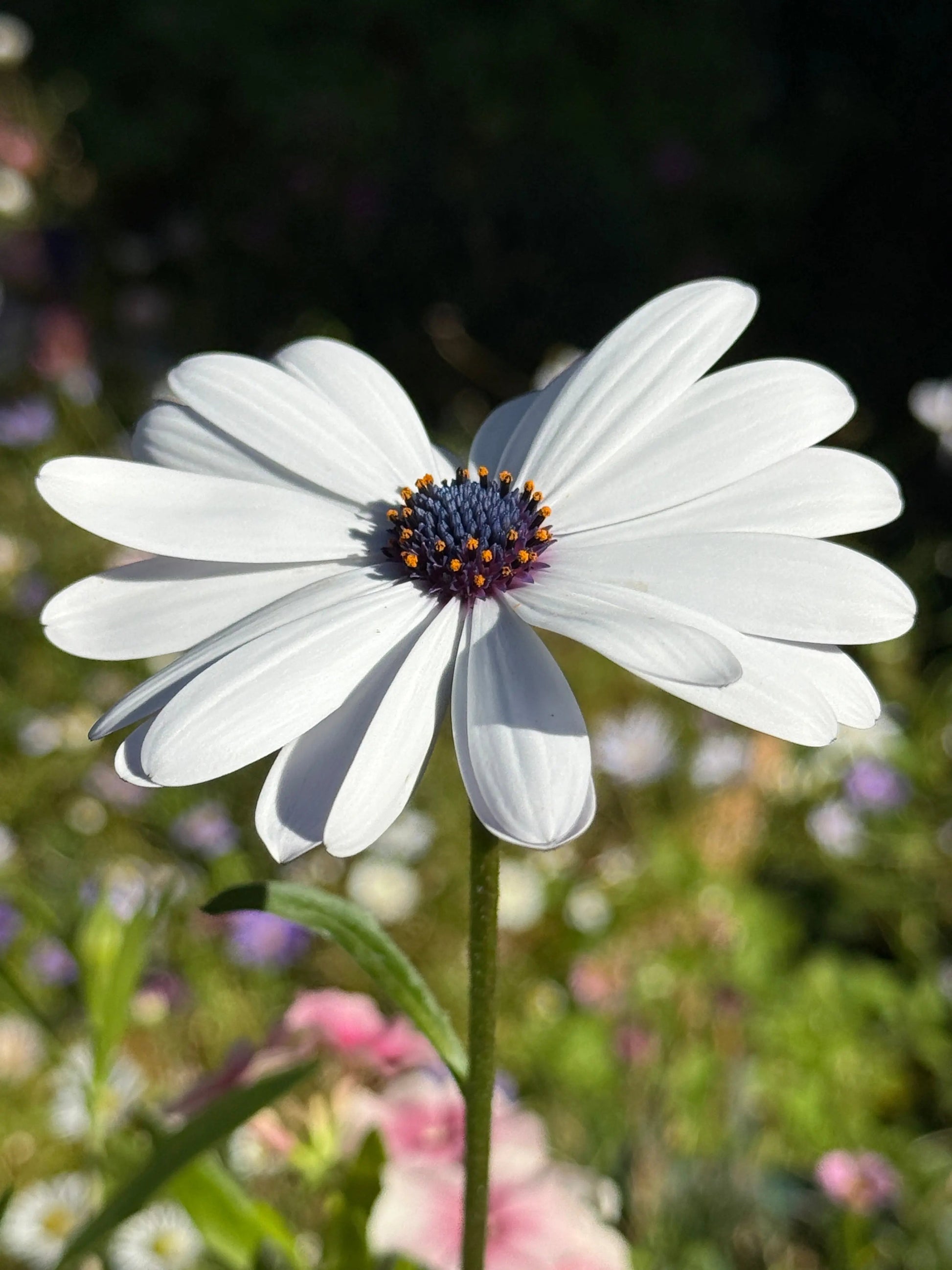 Osteospermum Sky and Ice - African Daisy - REGN