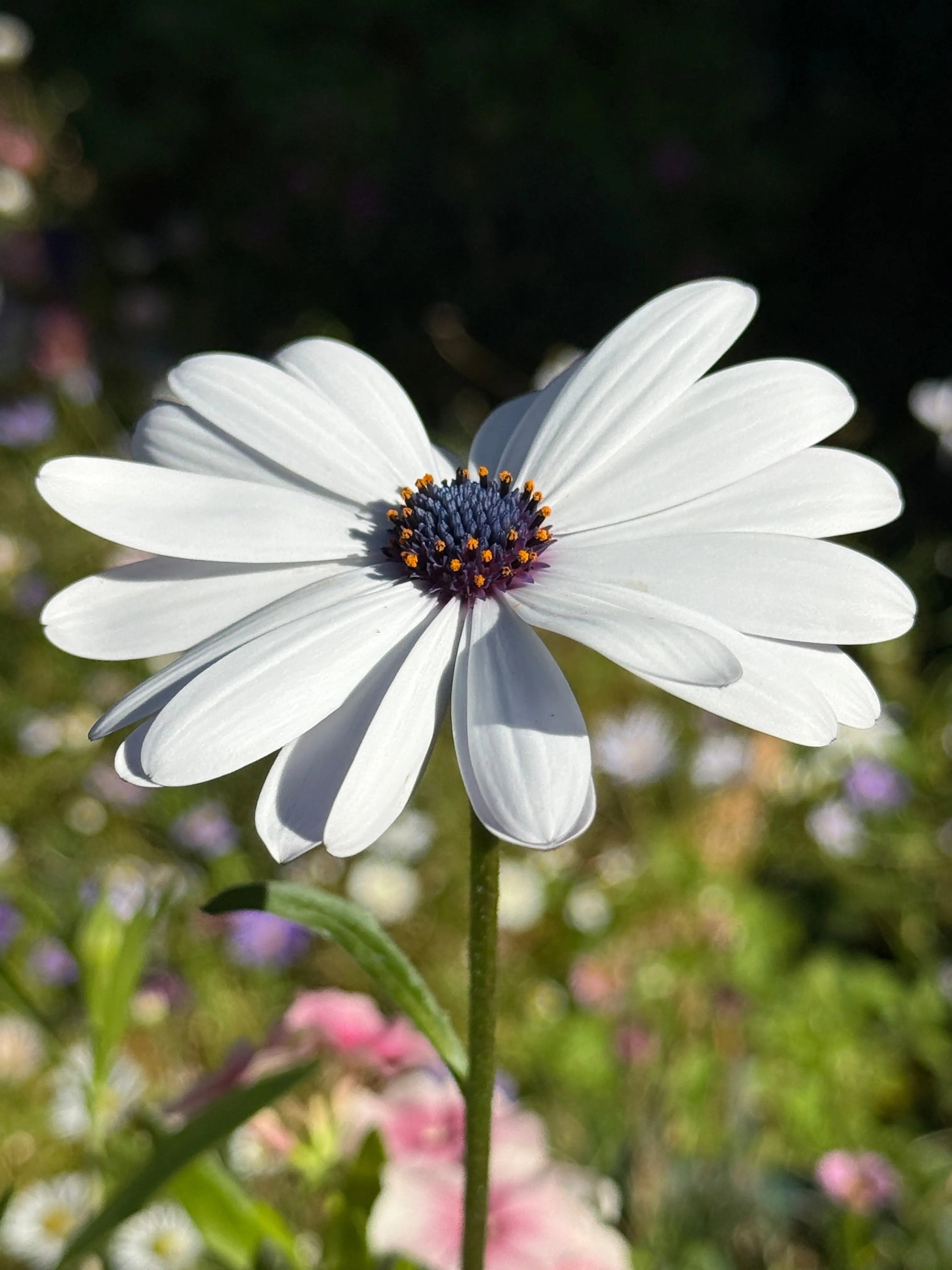 Osteospermum Sky and Ice - African Daisy - REGN