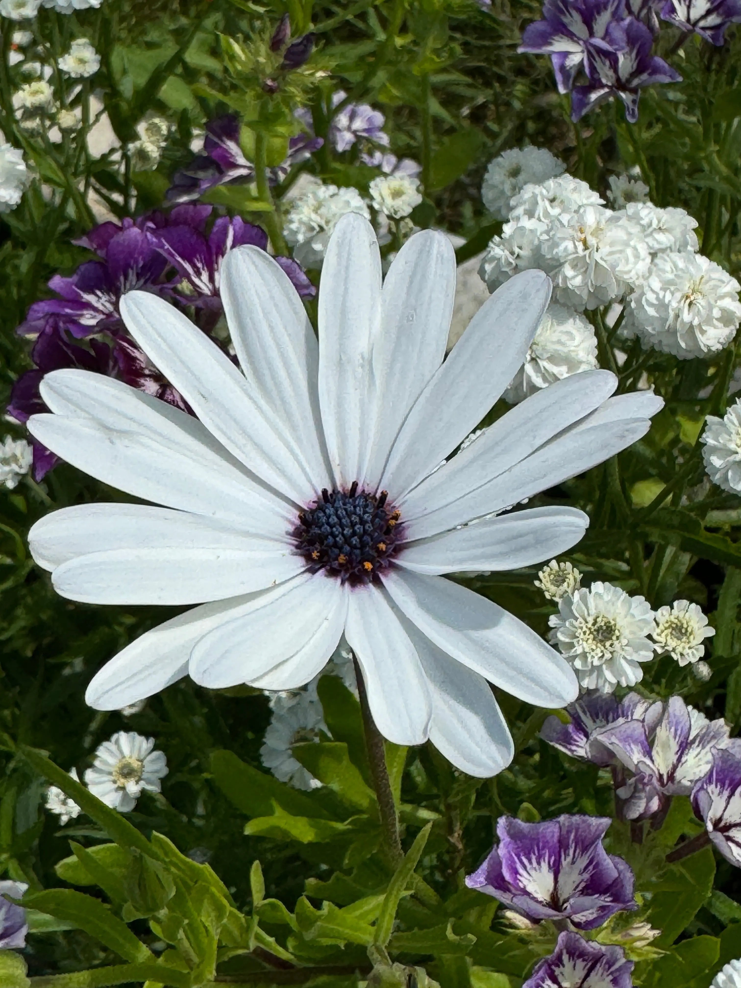 Osteospermum Sky and Ice - African Daisy - REGN