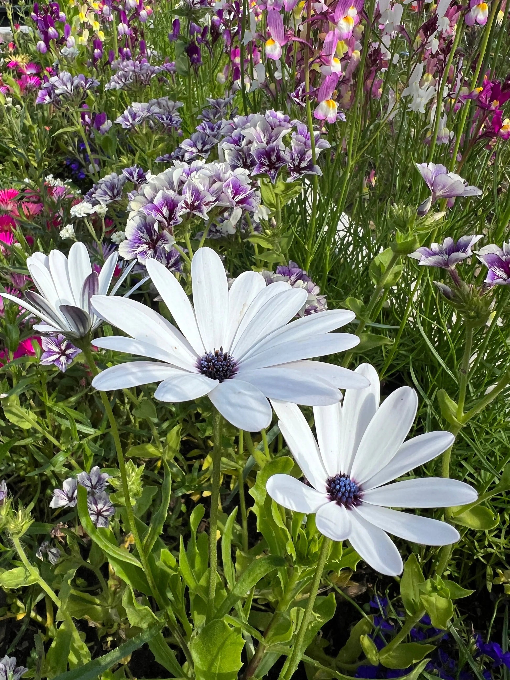 Osteospermum Sky and Ice - African Daisy - REGN