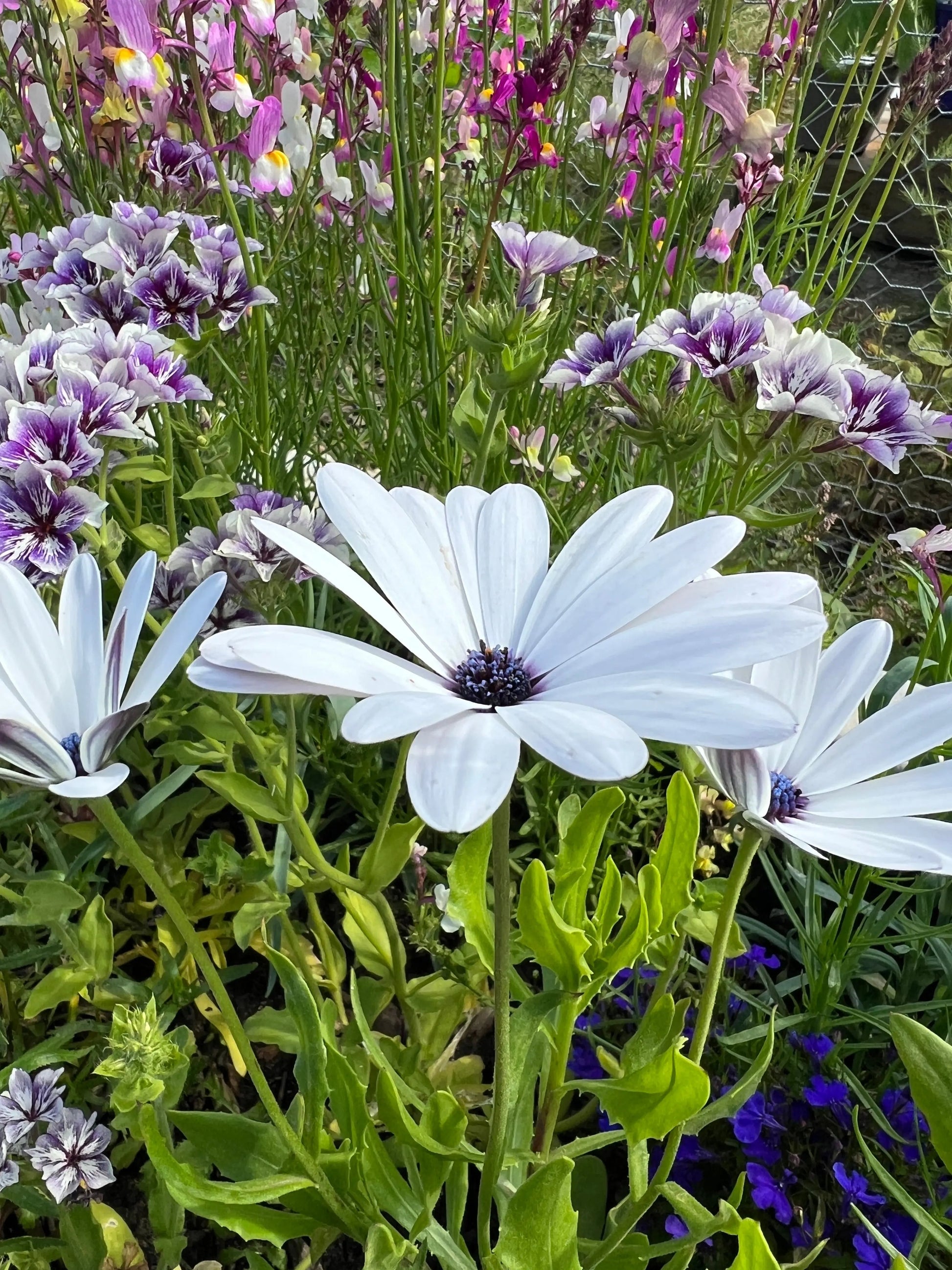 Osteospermum Sky and Ice - African Daisy - REGN
