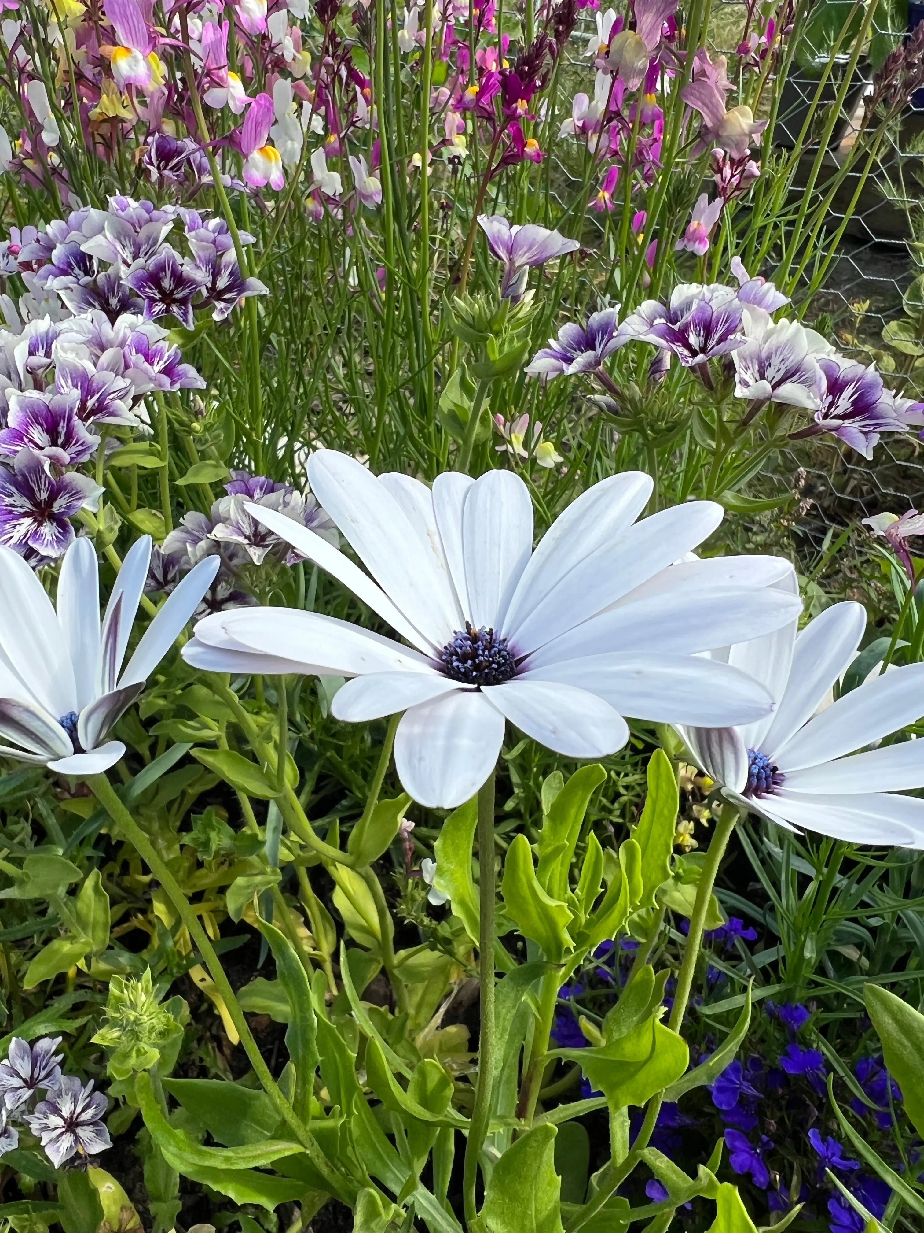 Osteospermum Sky and Ice - African Daisy - REGN