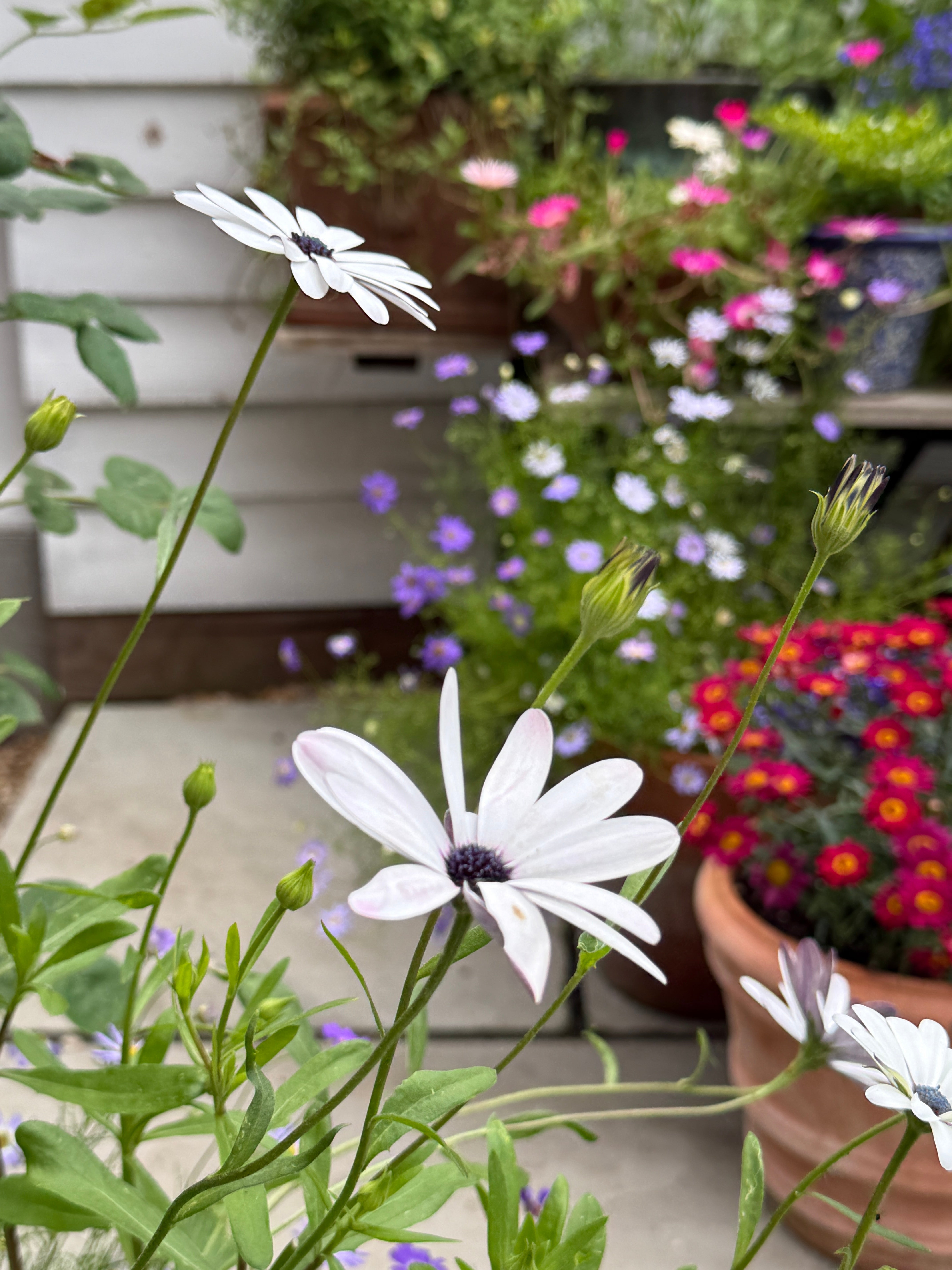 Osteospermum Sky and Ice - African Daisy - REGN
