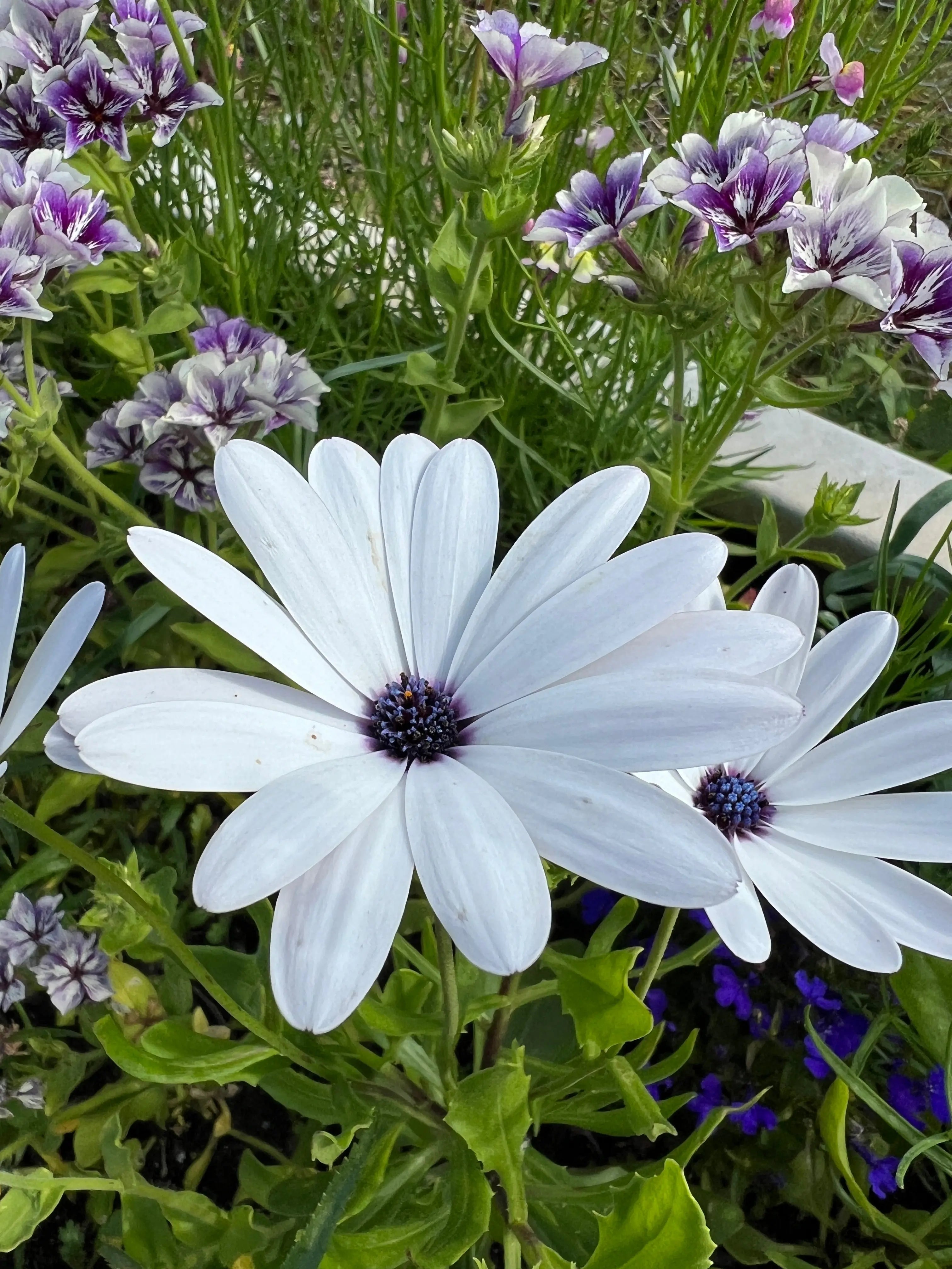 Osteospermum Sky and Ice - African Daisy - REGN