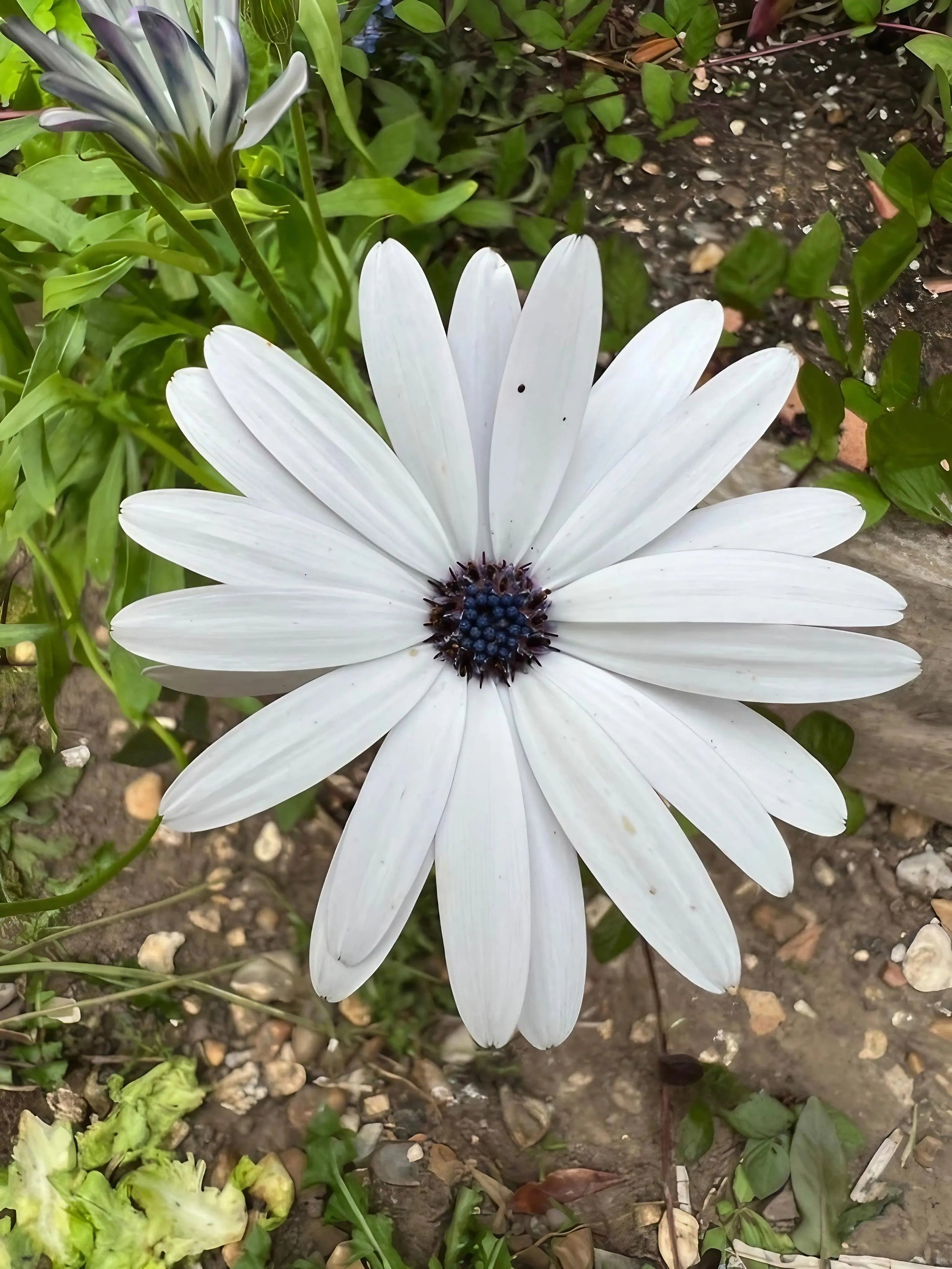 Osteospermum Sky and Ice - African Daisy - REGN
