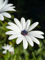 Osteospermum Sky and Ice - African Daisy - REGN