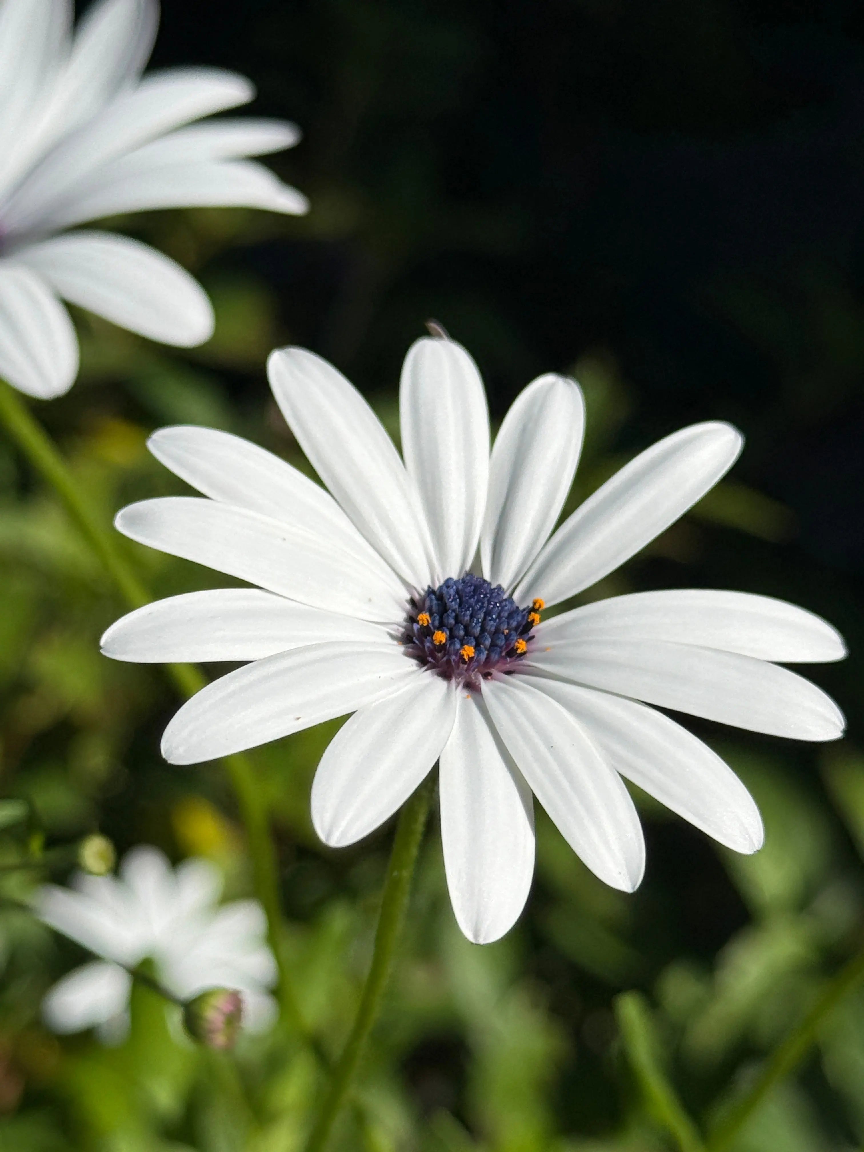 Osteospermum Sky and Ice - African Daisy - REGN