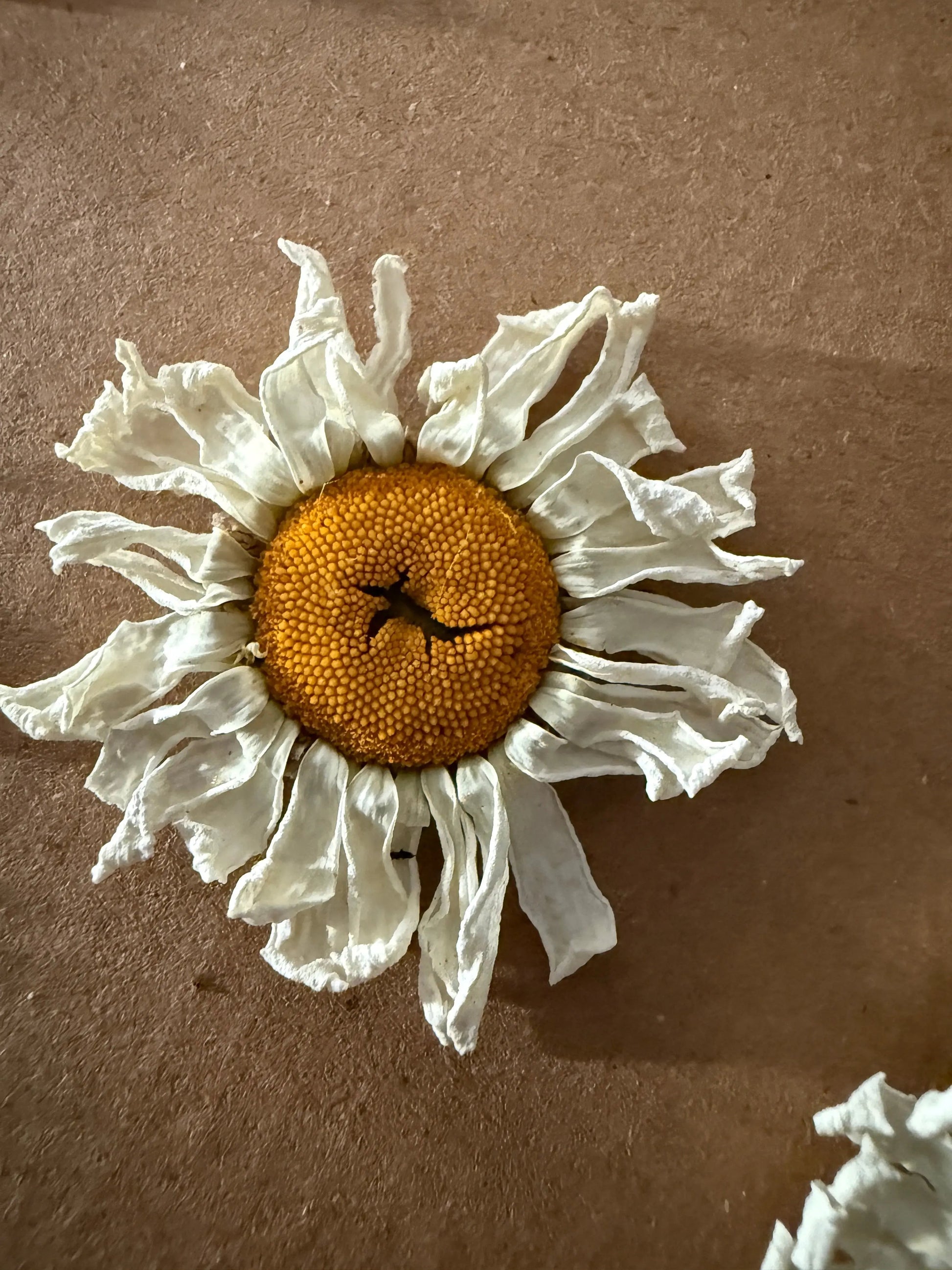 Oxeye Daisies Dried - REGN
