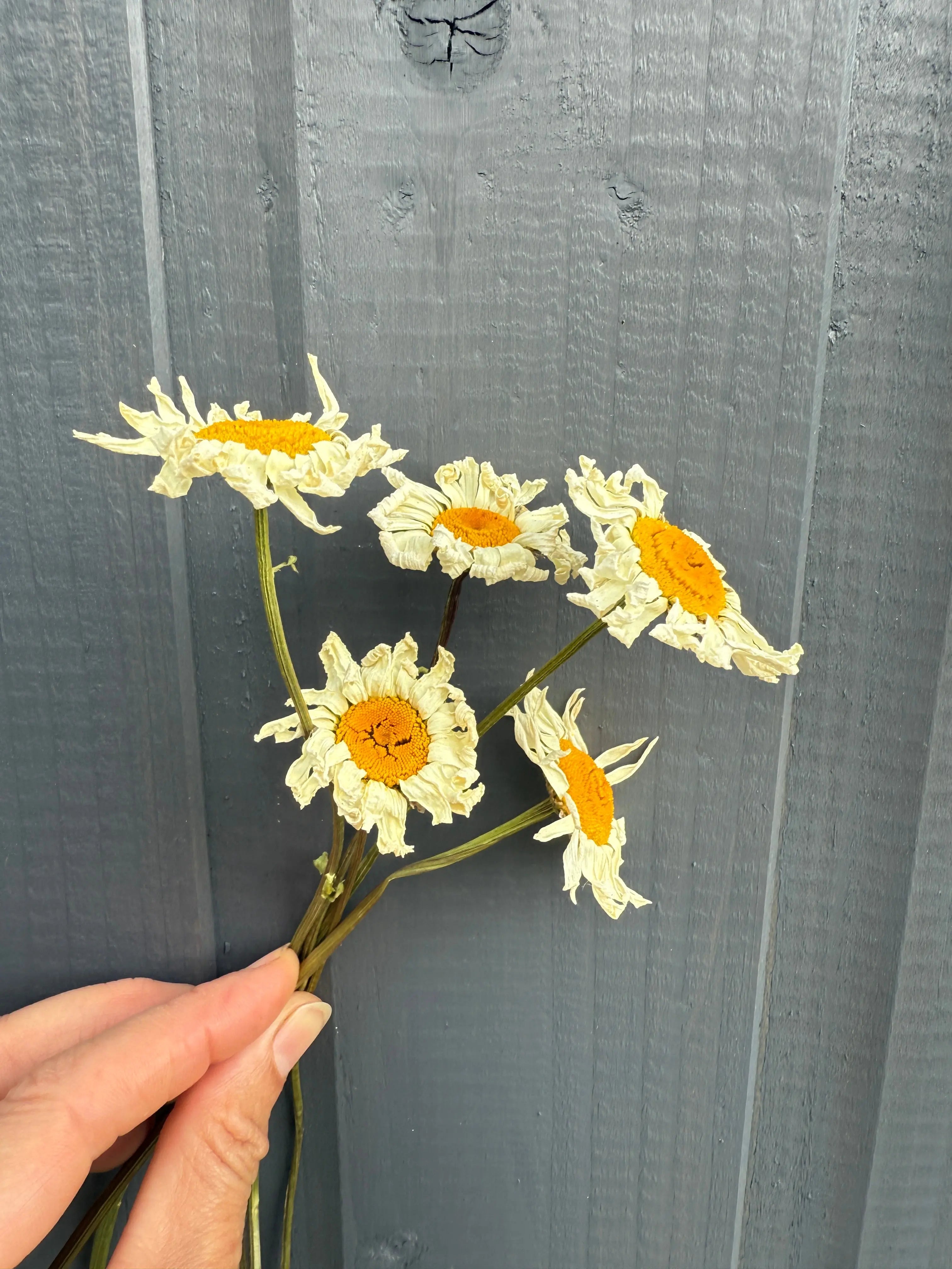 Oxeye Daisies Dried - REGN