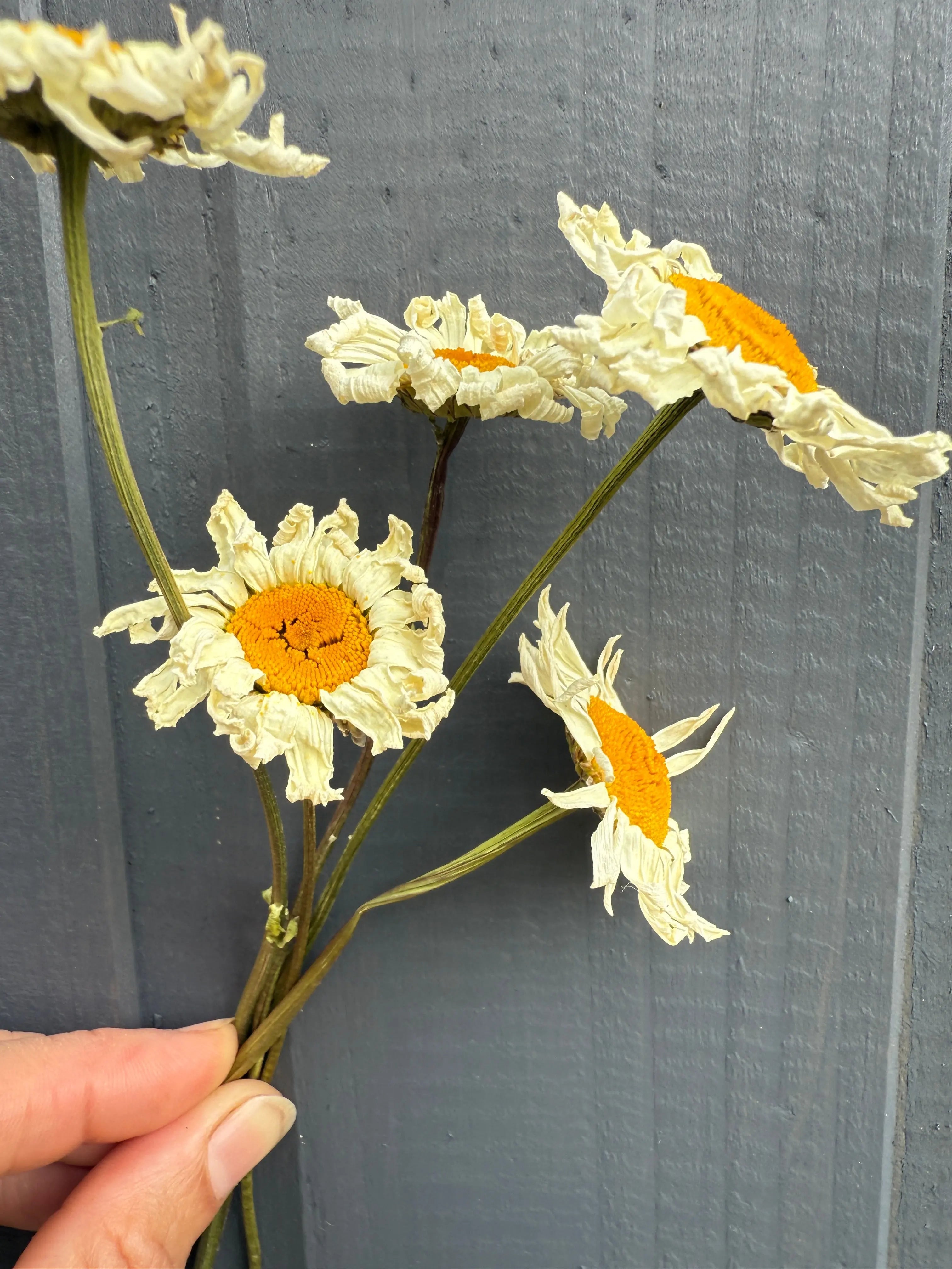 Oxeye Daisies Dried - REGN