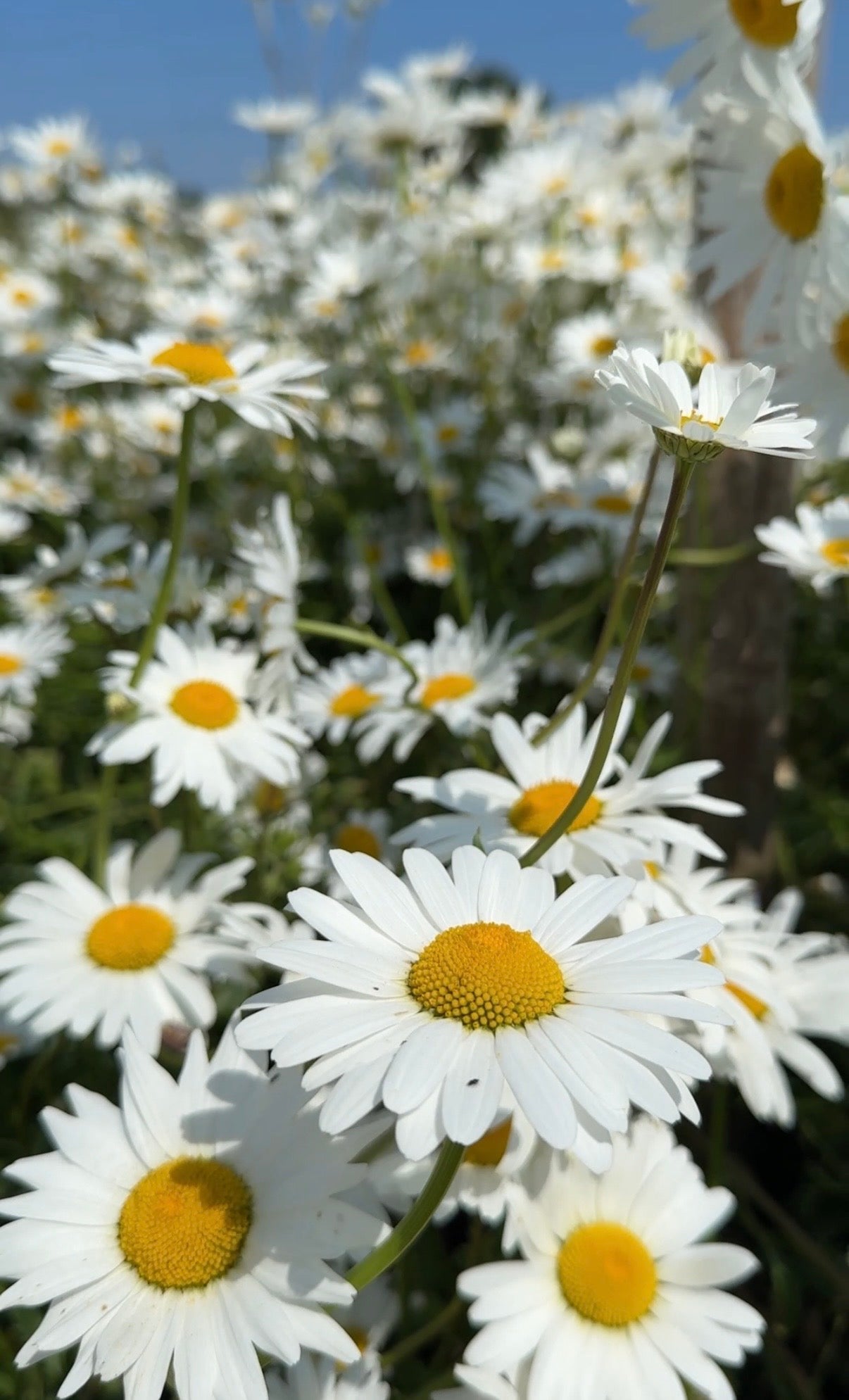Oxeye Daisy - REGN