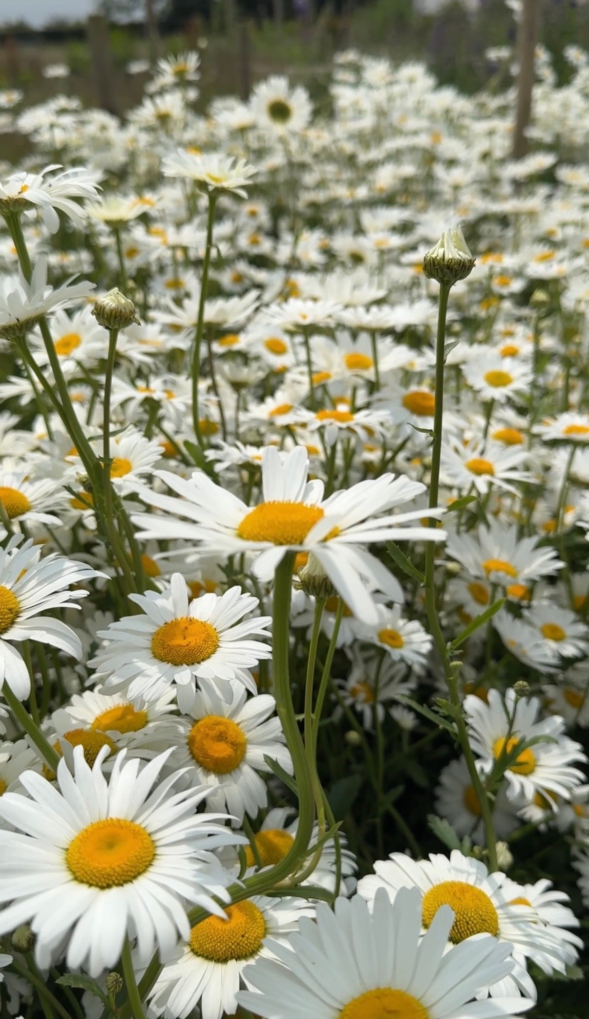 Oxeye Daisy - REGN