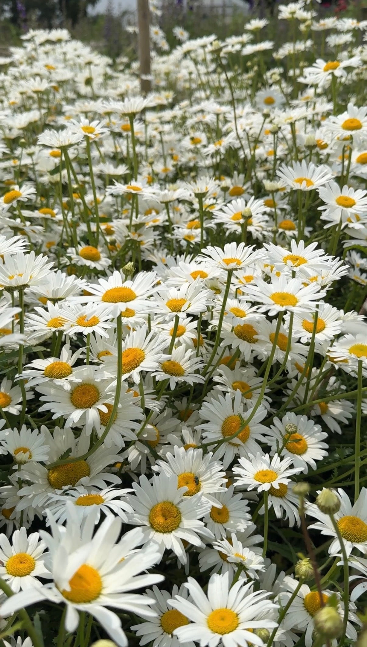 Oxeye Daisy - REGN