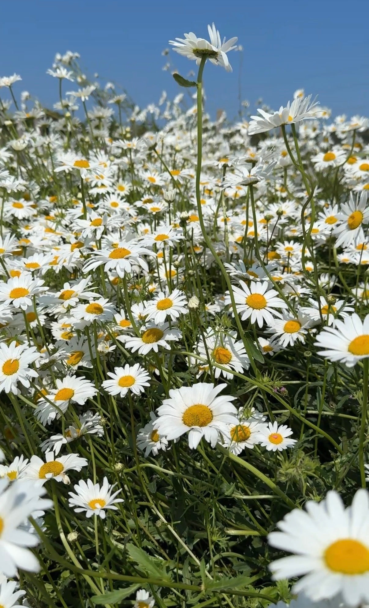 Oxeye Daisy - REGN