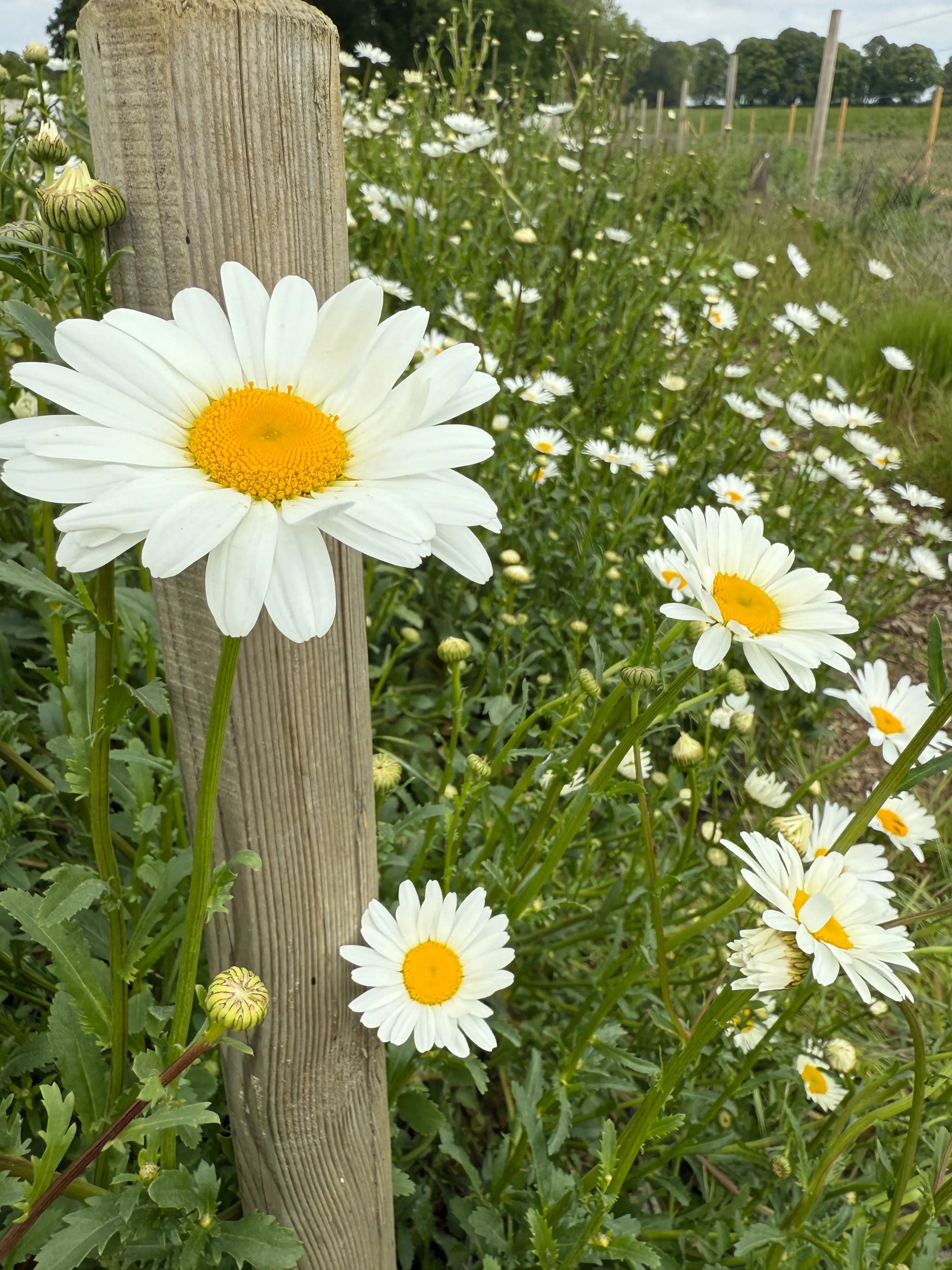 Oxeye Daisy - REGN