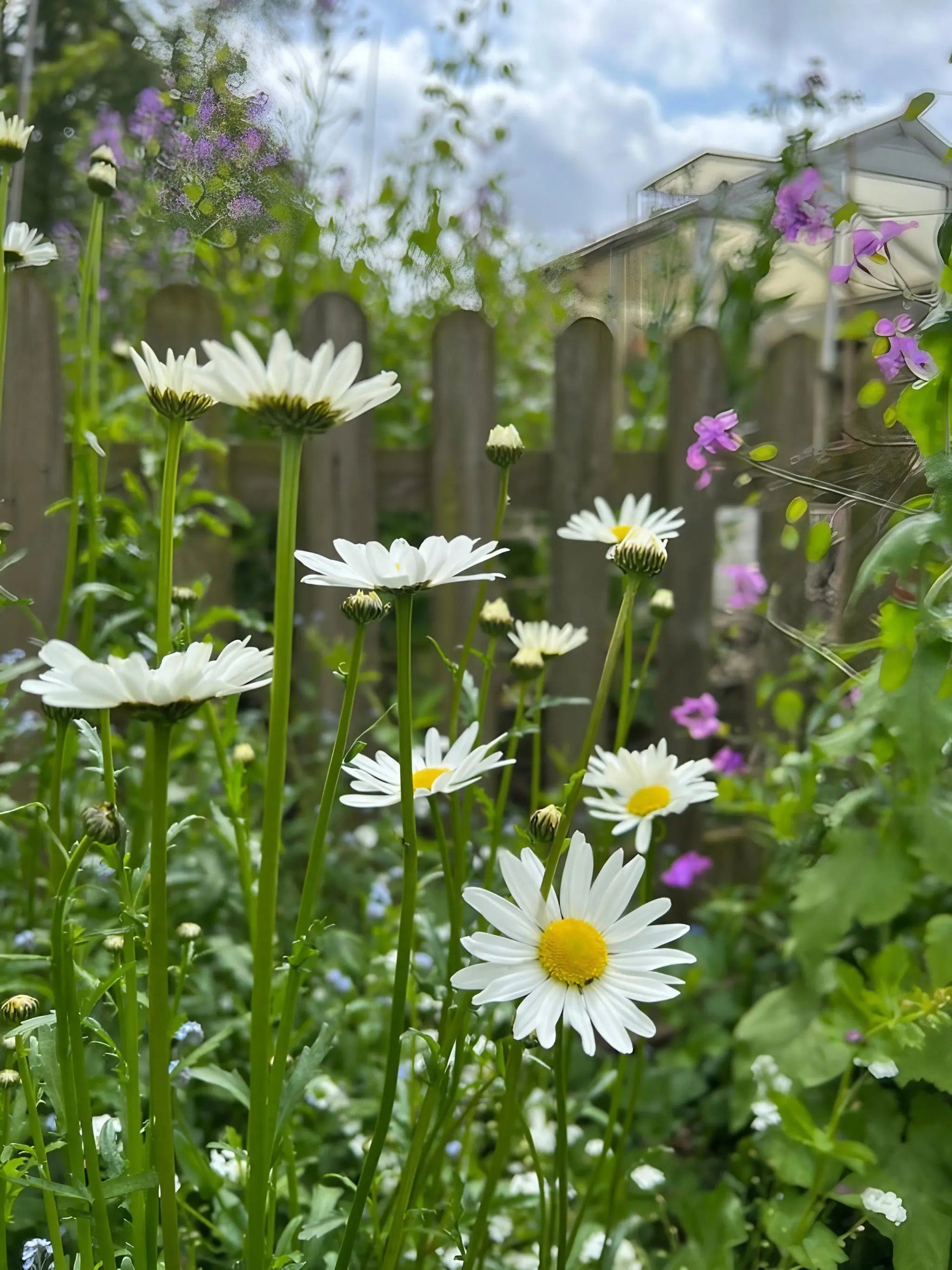 Oxeye Daisy - REGN