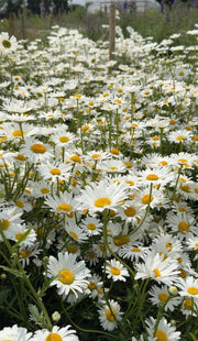Oxeye Daisy - REGN