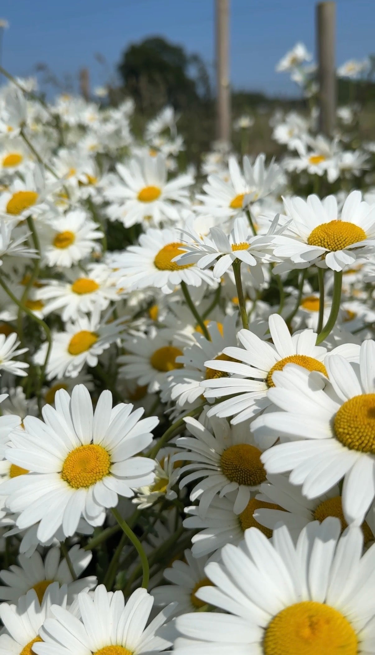 Oxeye Daisy - REGN
