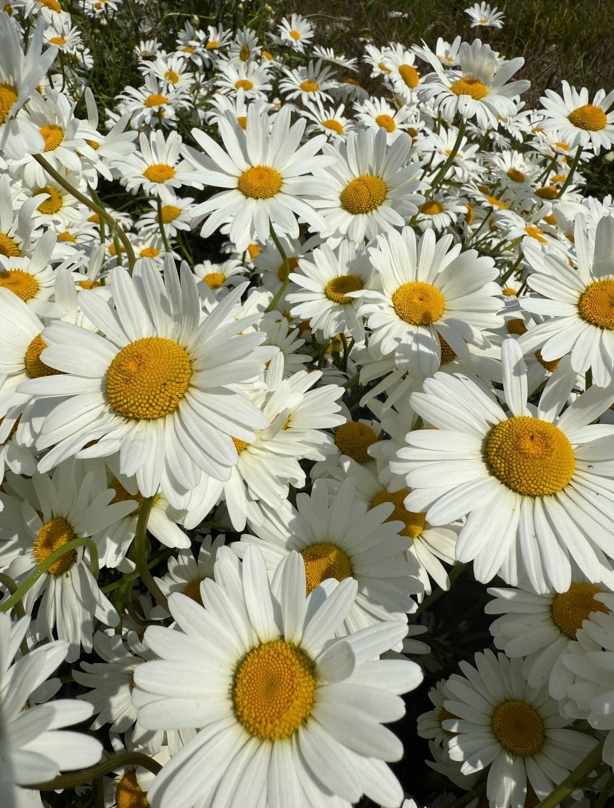 Oxeye Daisy - REGN