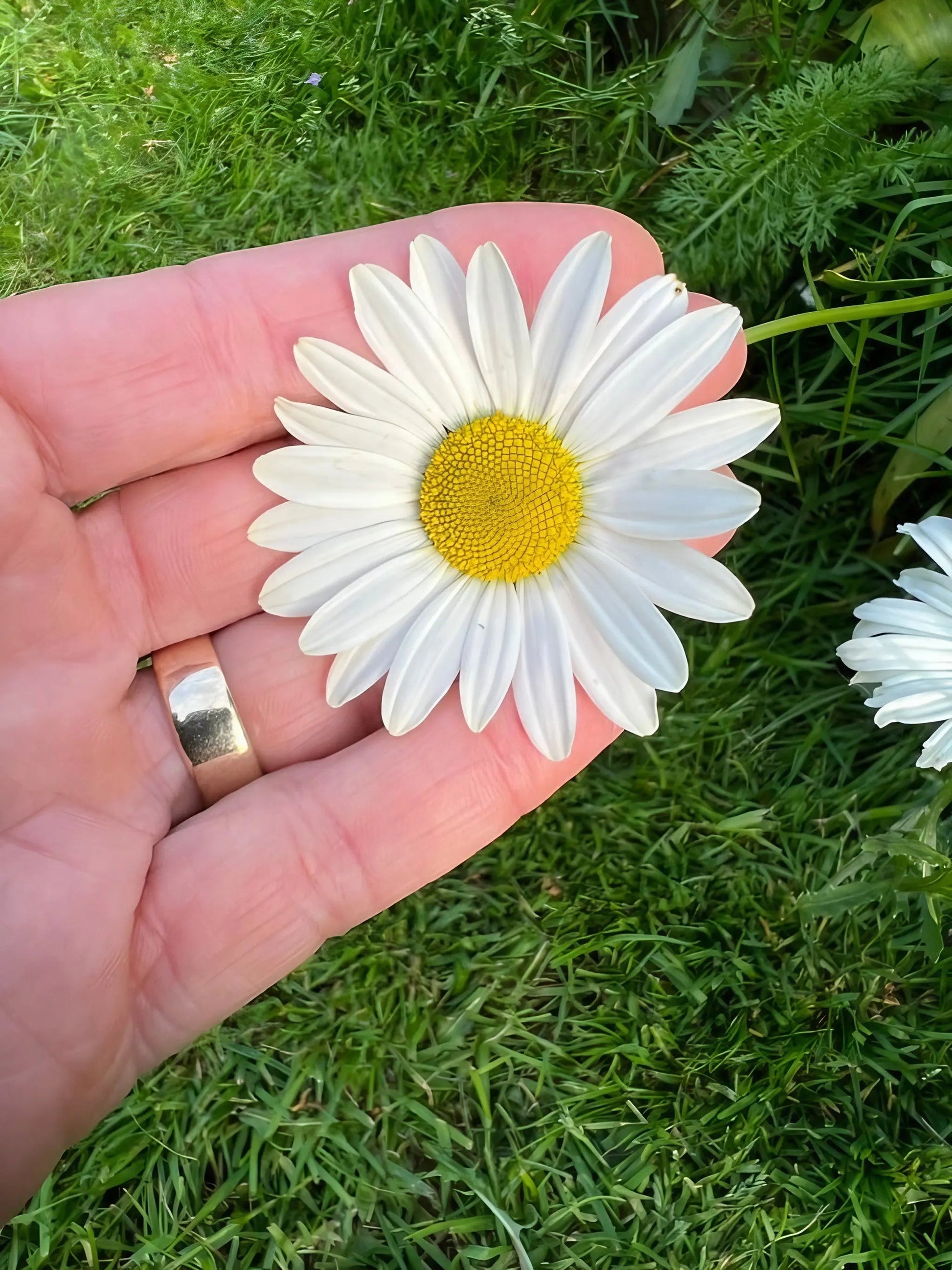 Oxeye Daisy - REGN