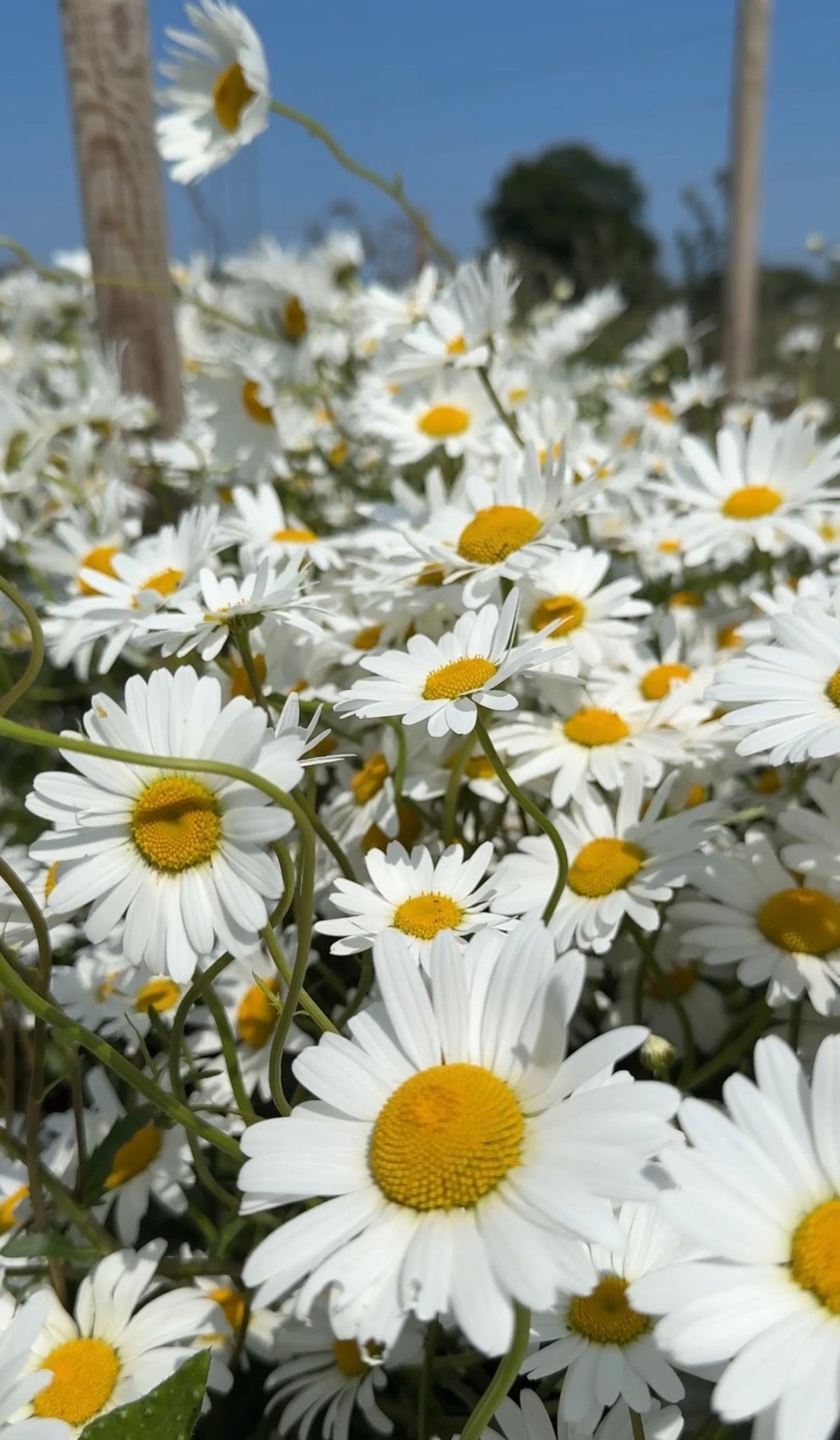 Oxeye Daisy - REGN