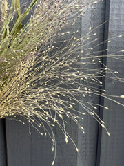 Panicum Dried - REGN