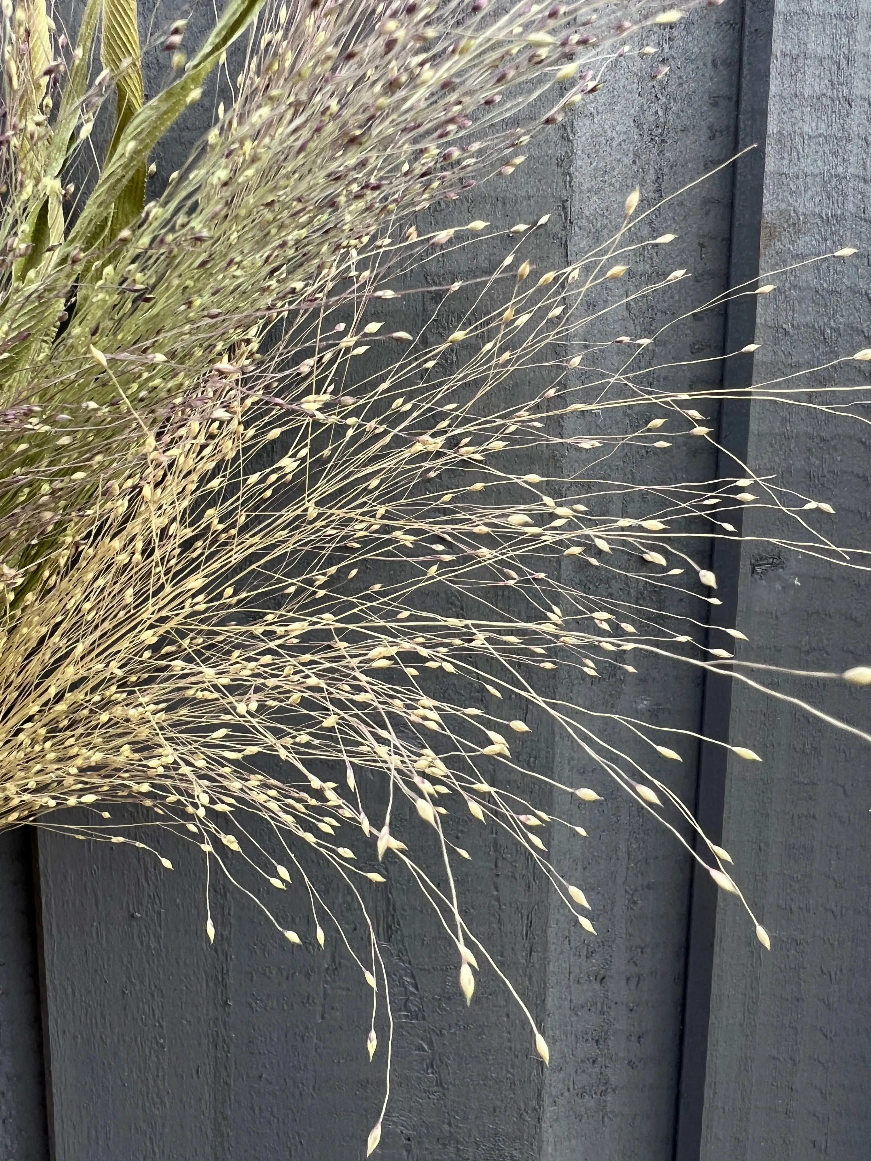 Panicum Dried - REGN