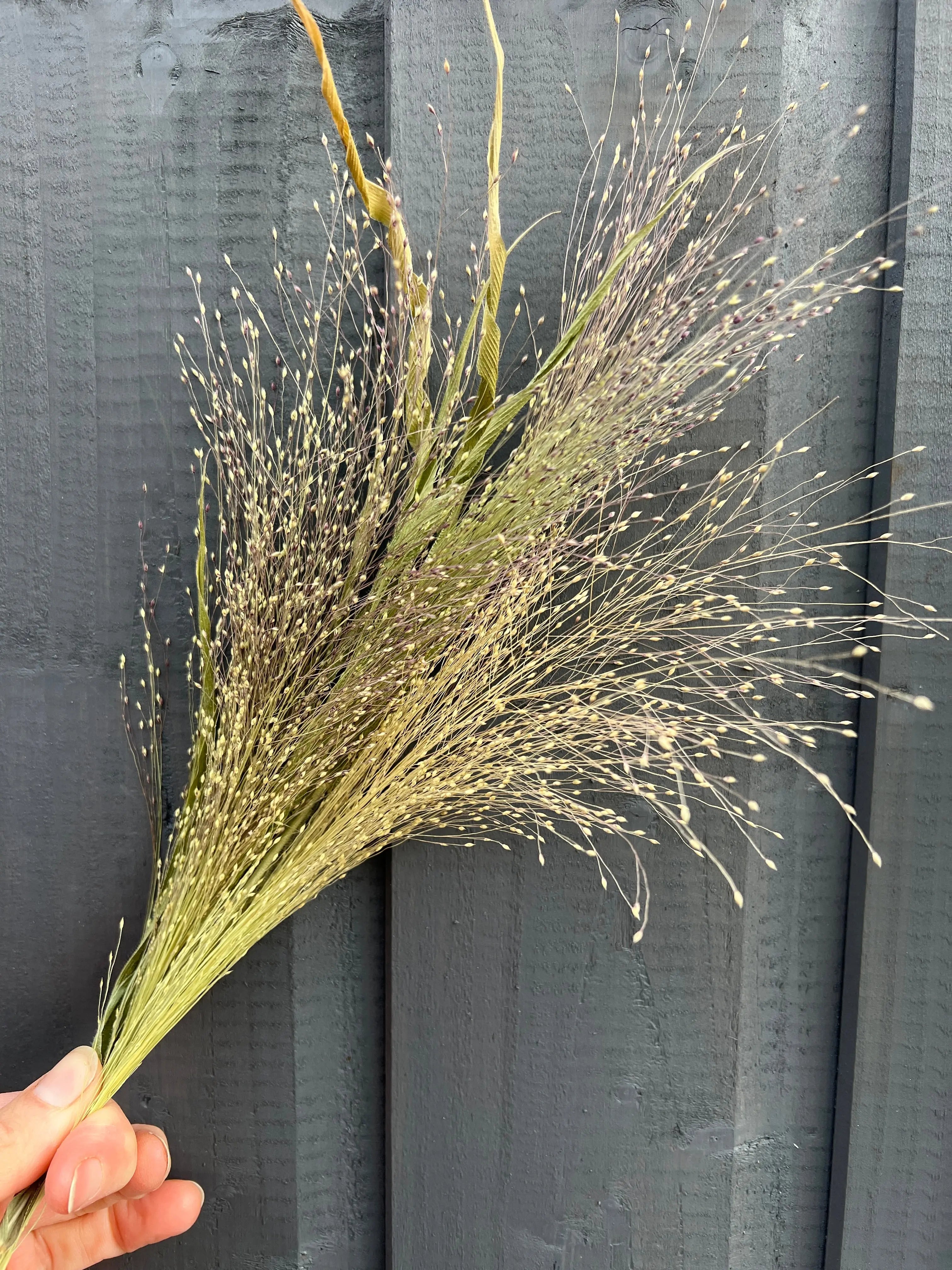 Panicum Dried - REGN