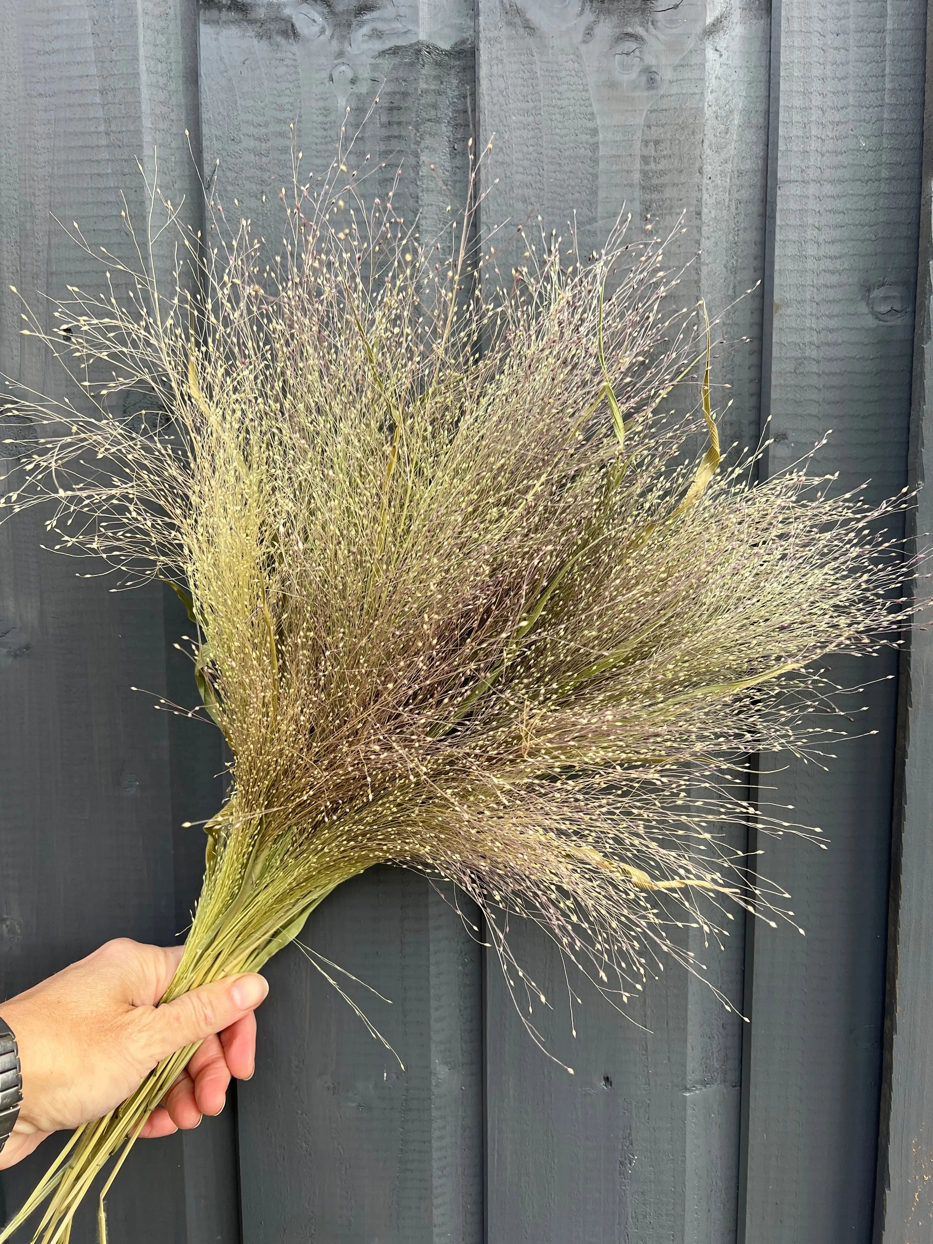 Panicum Dried - REGN