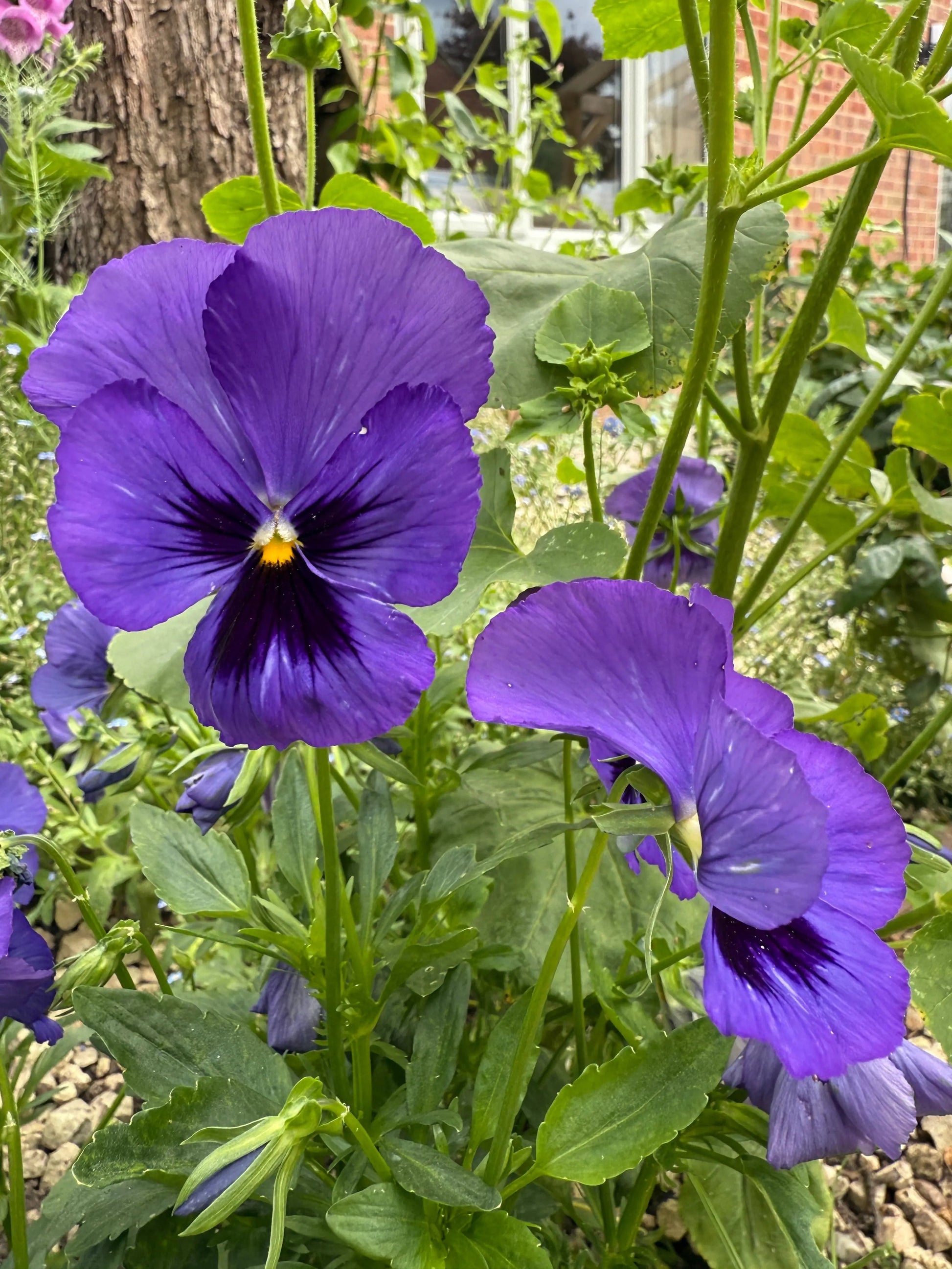 Pansy Swiss Giant Ullswater Deep Blue - REGN