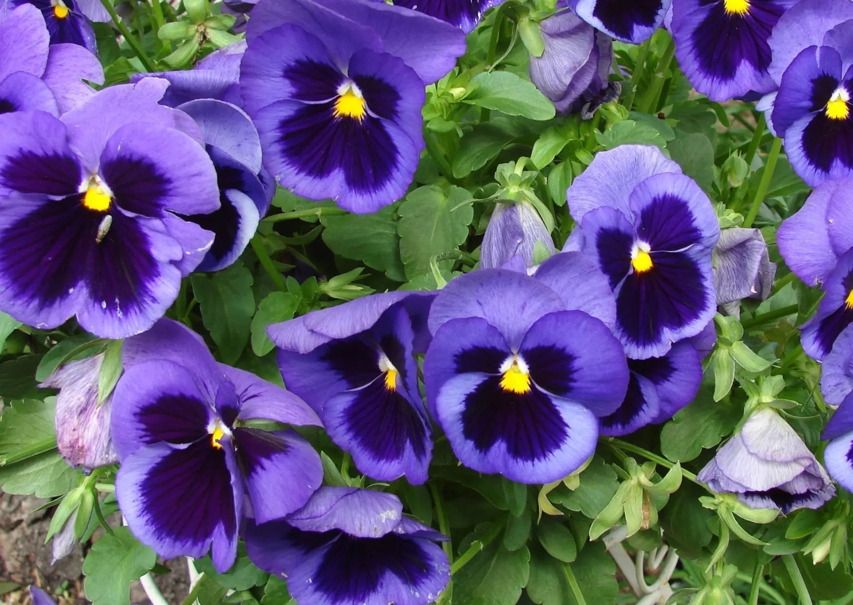 Pansy Swiss Giant Ullswater Deep Blue - REGN