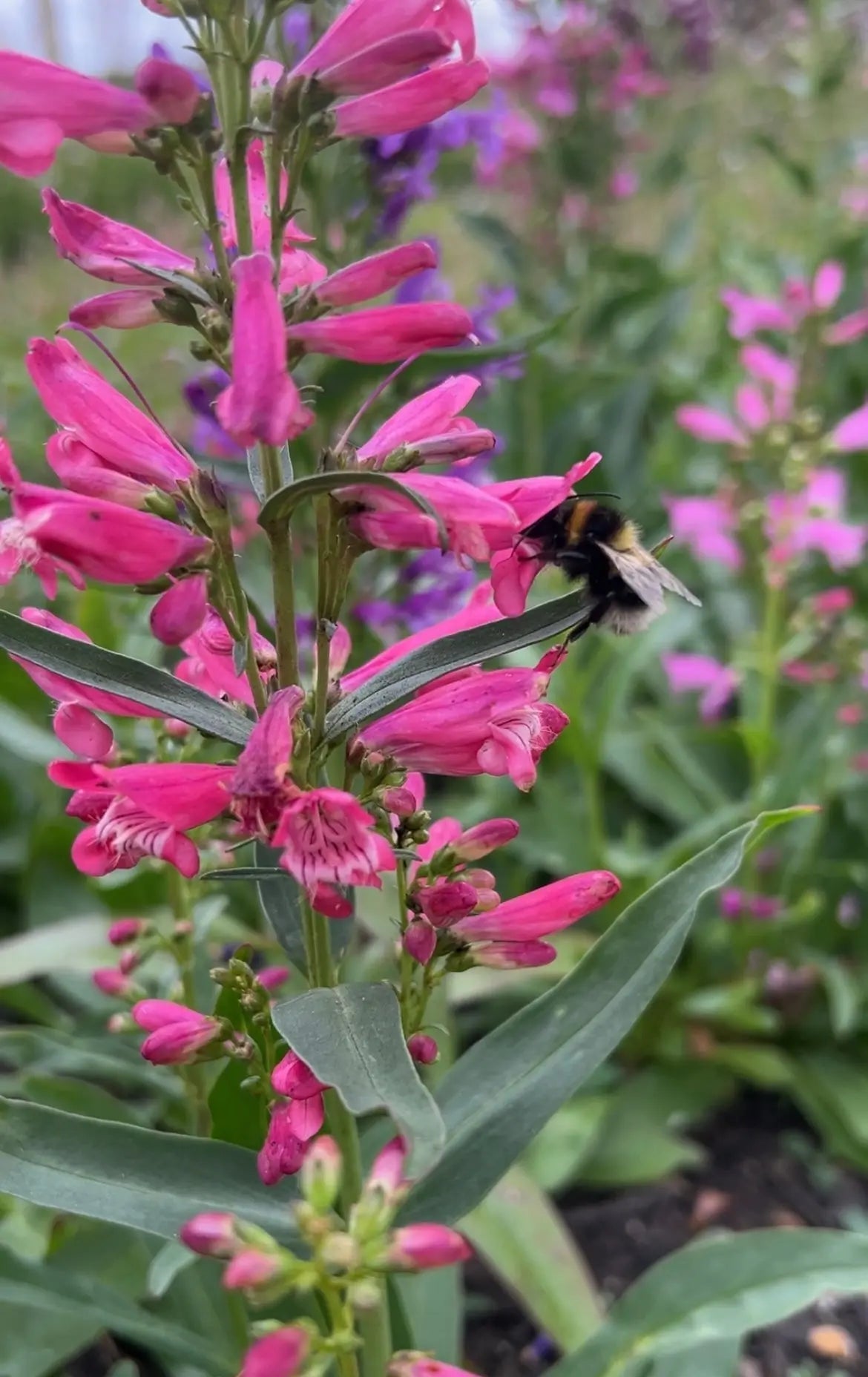 Penstemon Cambridge Mix - REGN