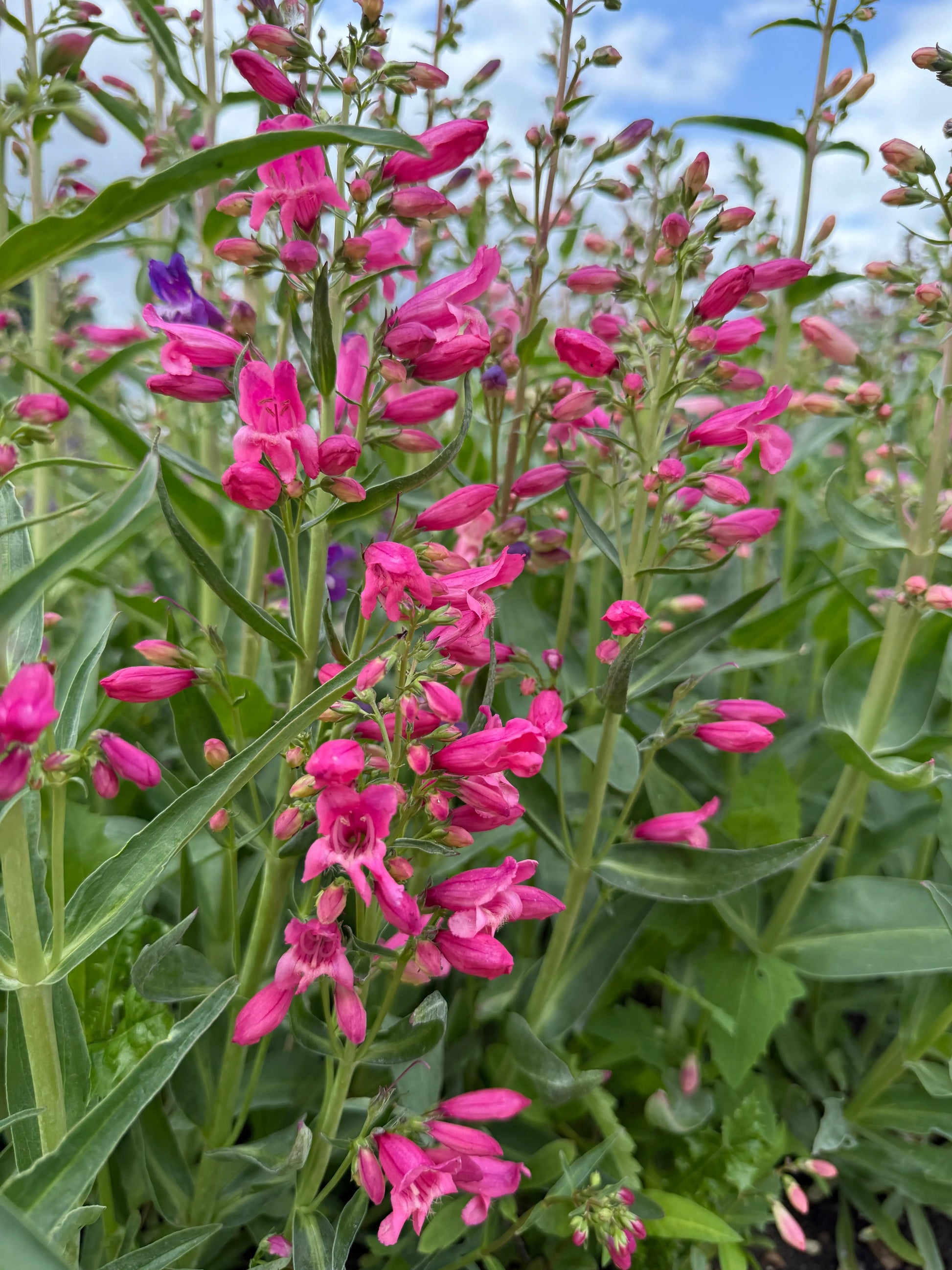 Penstemon Cambridge Mix - REGN