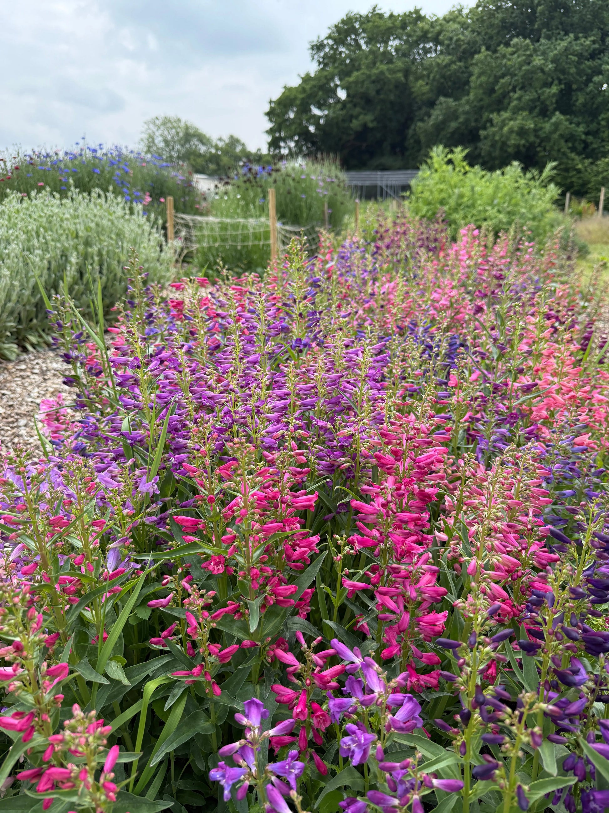 Penstemon Cambridge Mix - REGN