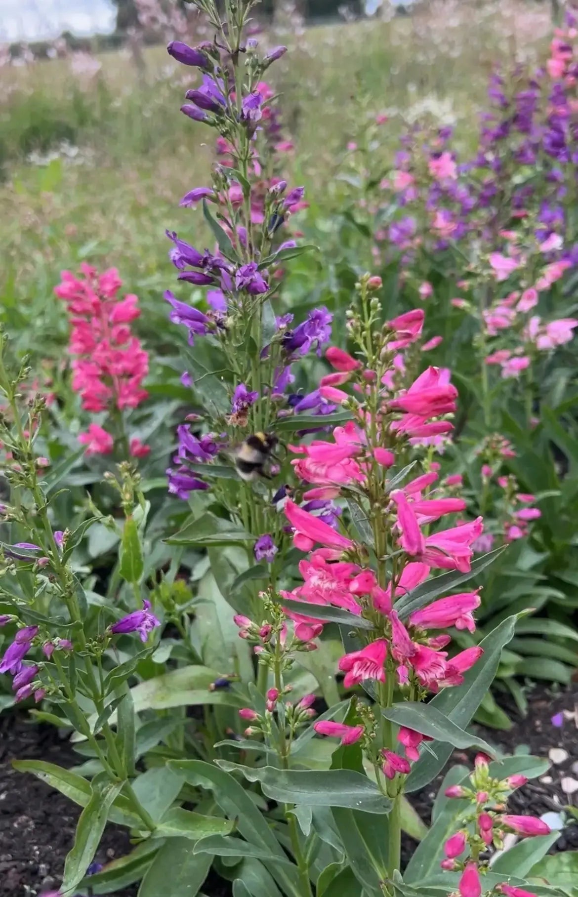 Penstemon Cambridge Mix - REGN