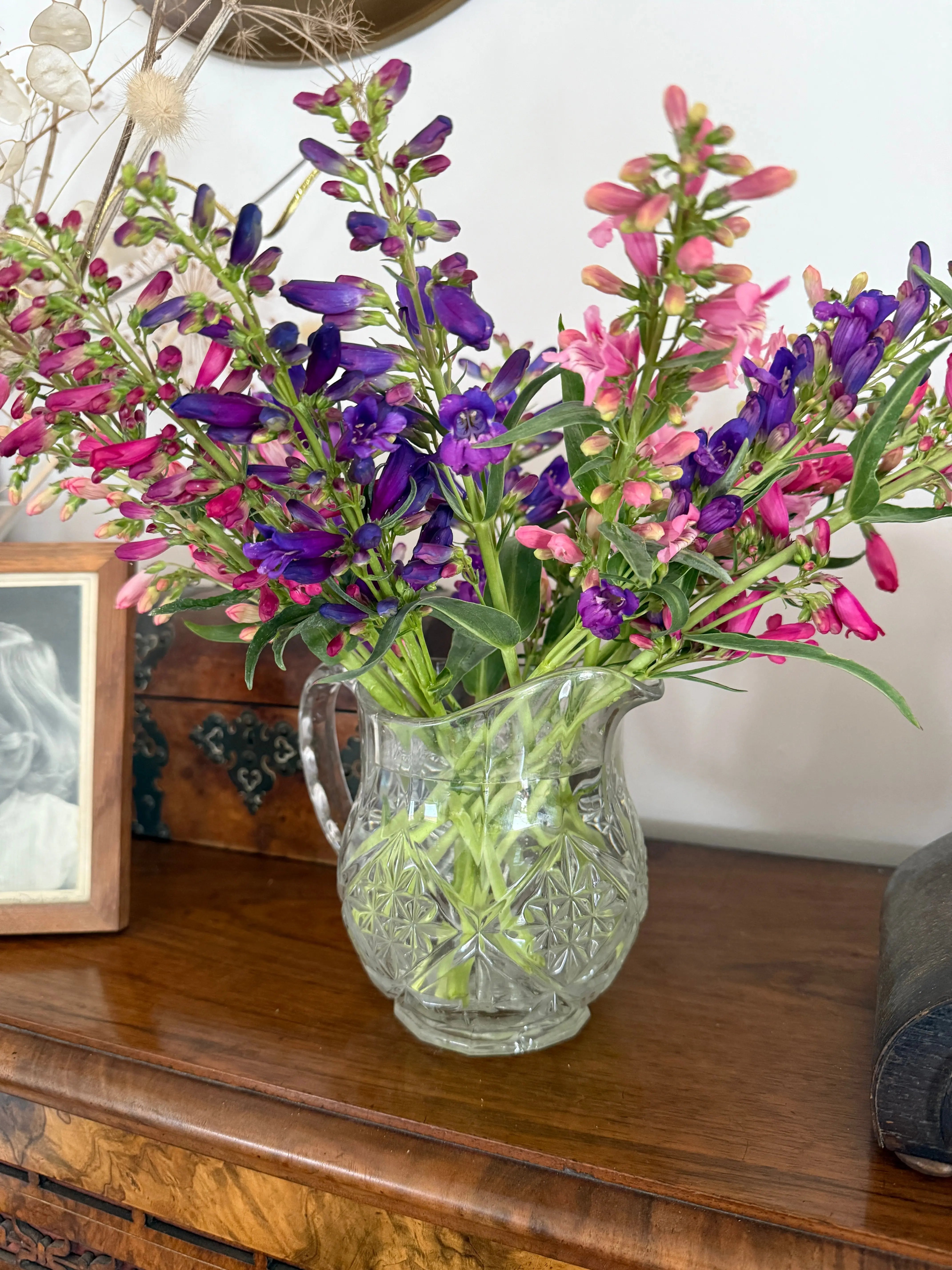 Penstemon Cambridge Mix - REGN