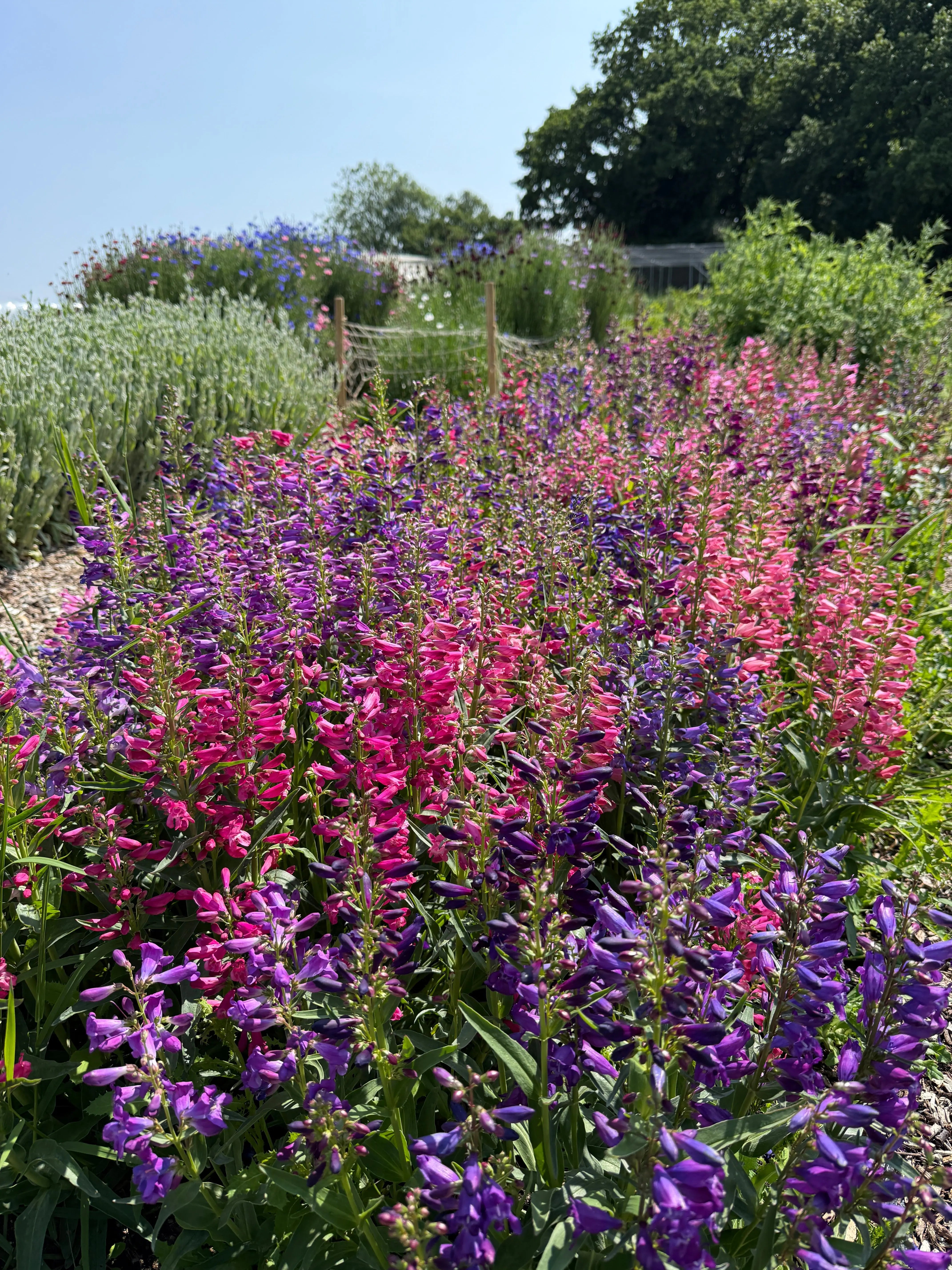 Penstemon Cambridge Mix - REGN