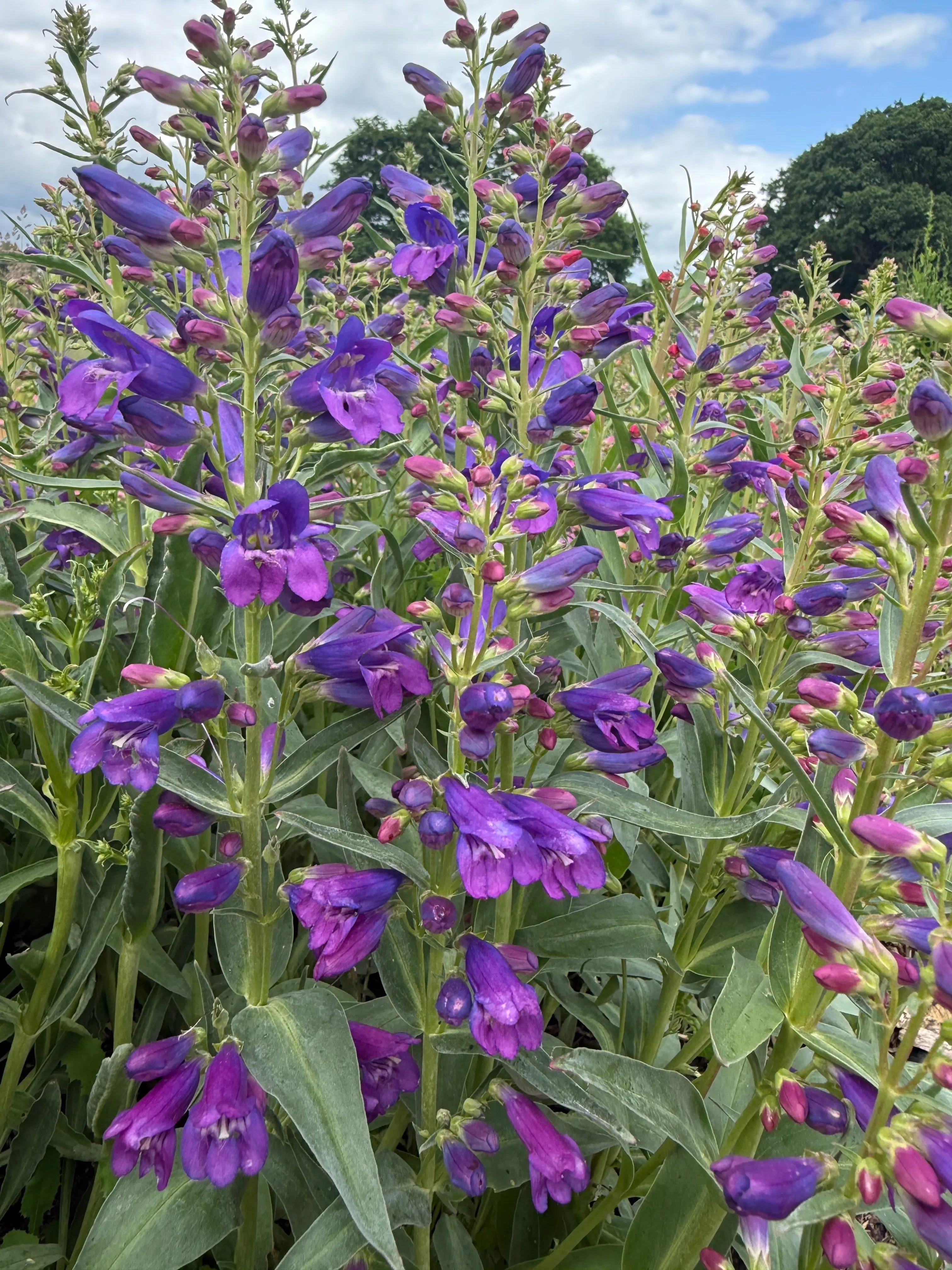 Penstemon Cambridge Mix - REGN