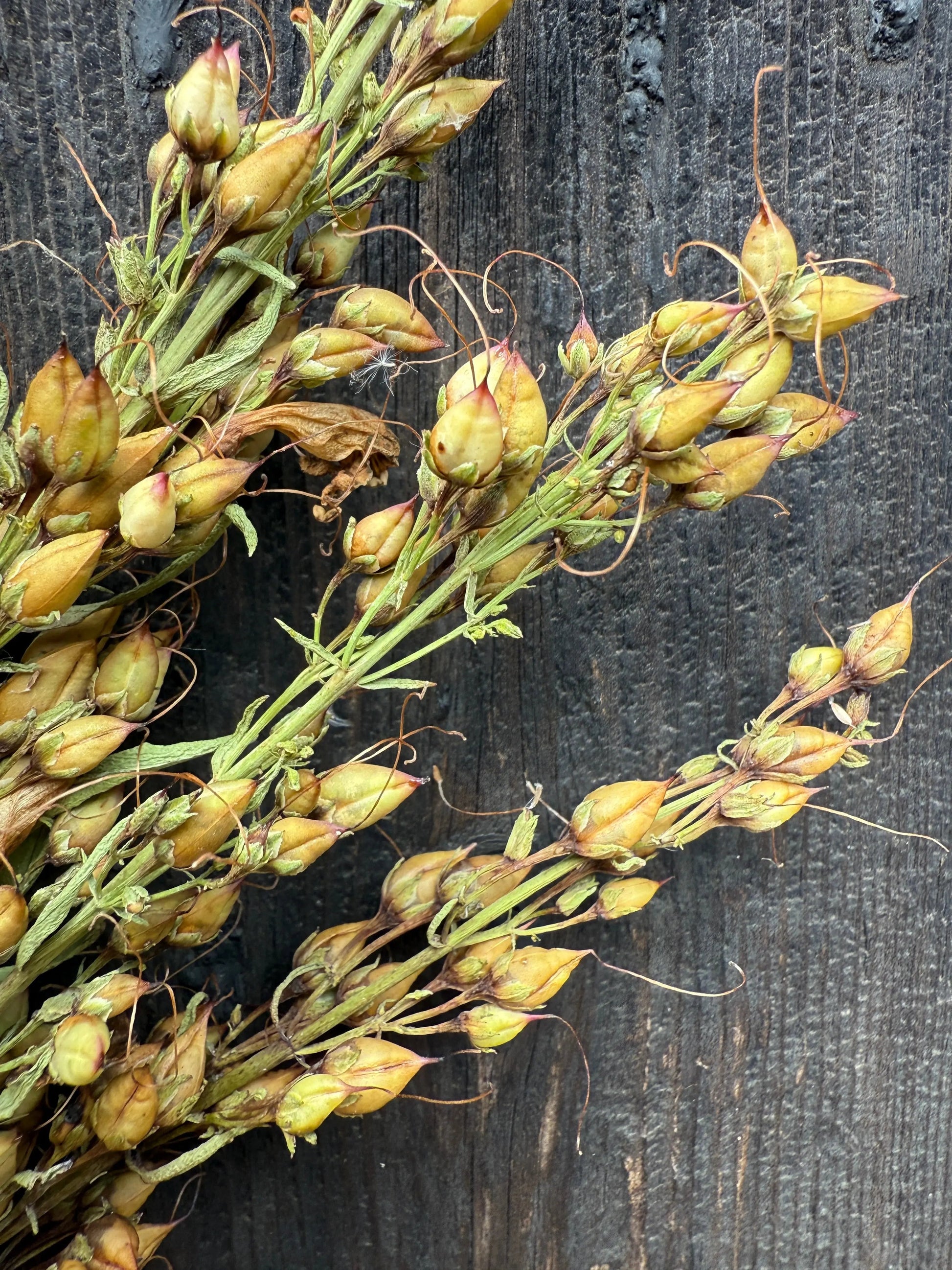 Penstemon Dried - REGN